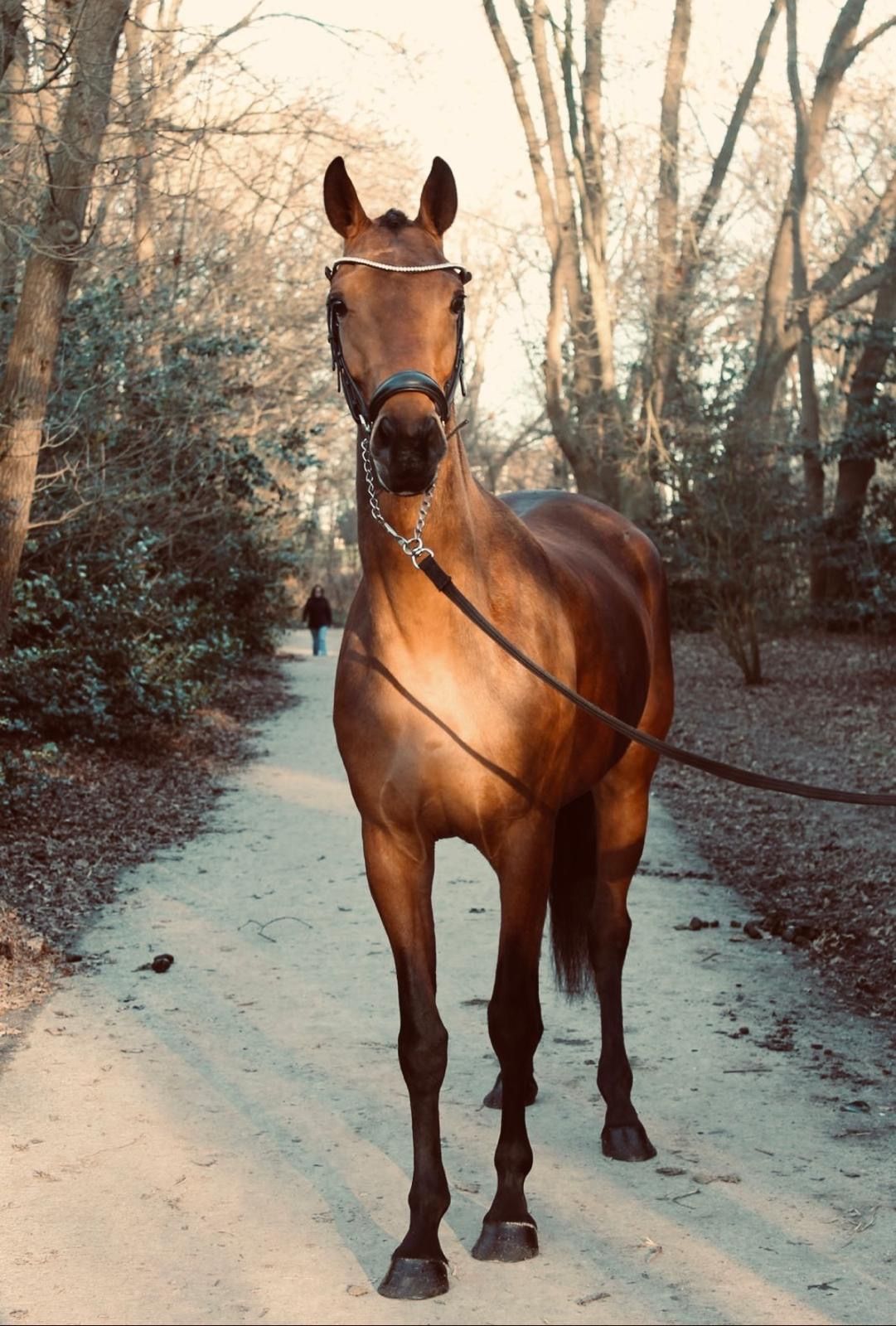 Talented 5-year-old mare