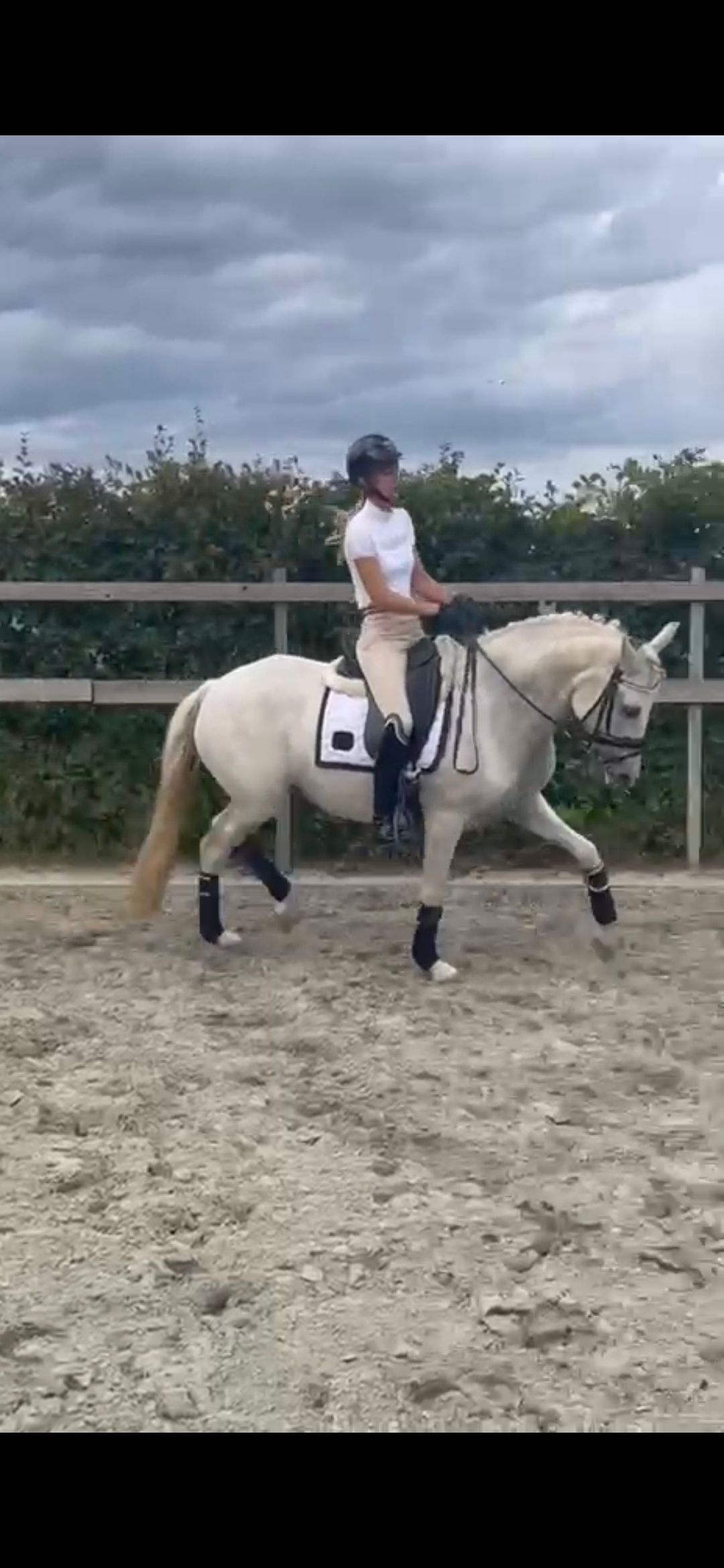 Poney de dressage