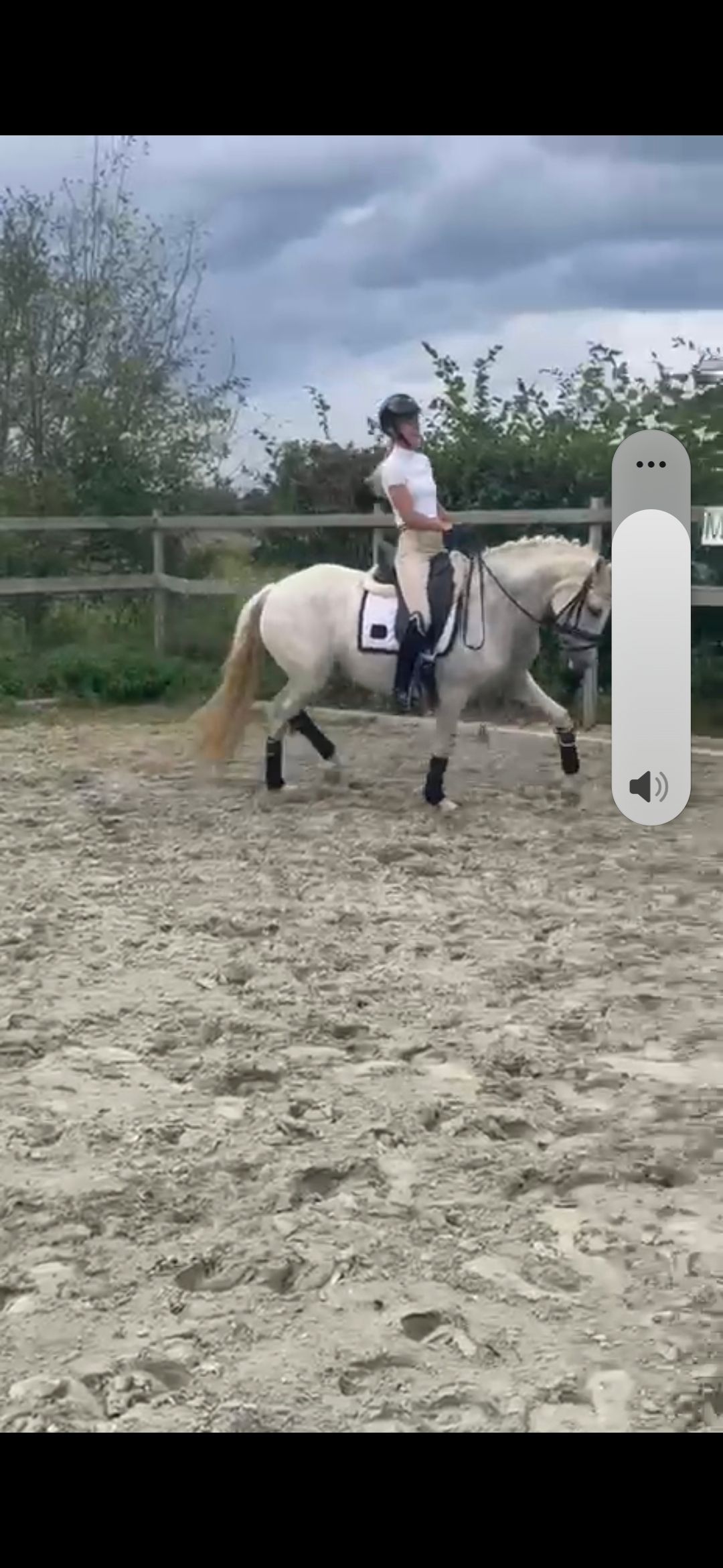 dressuurpony merrie 11 years old schimmel for sale - Photo 2