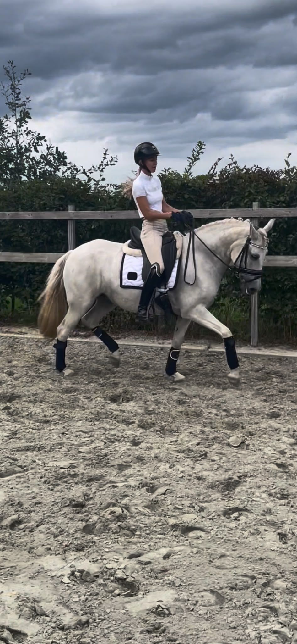 dressuurpony merrie 11 years old schimmel for sale - Photo 3