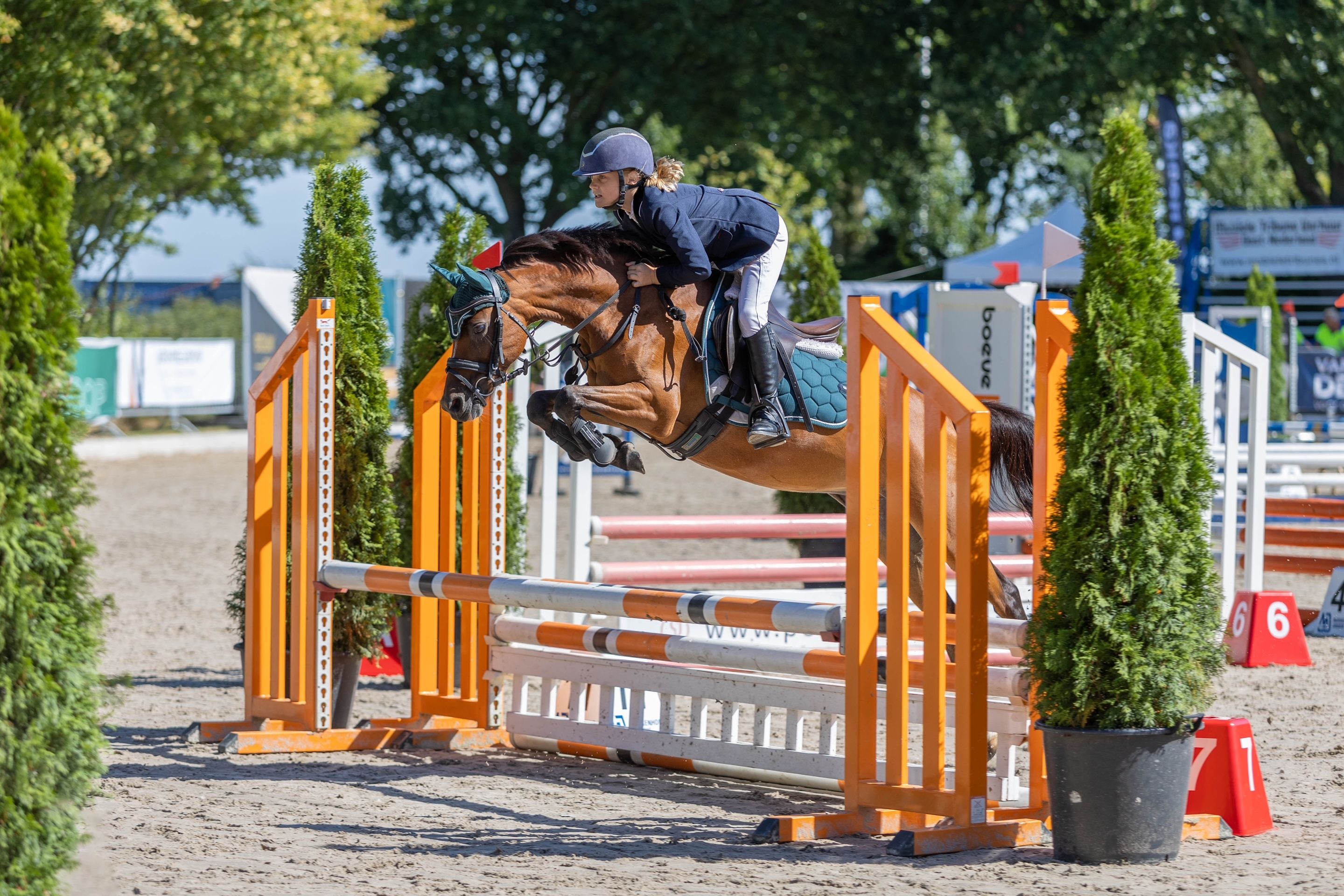 Poney de saut d'obstacles gentil et fiable, (poney B, 128 cm)