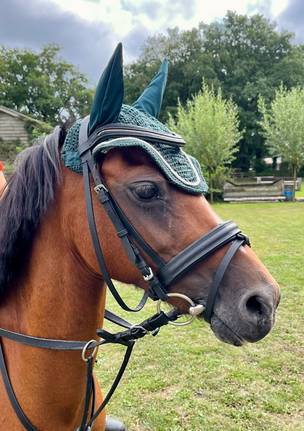 welsh springpony merrie 15 ans bruin à vendre - Photo 2