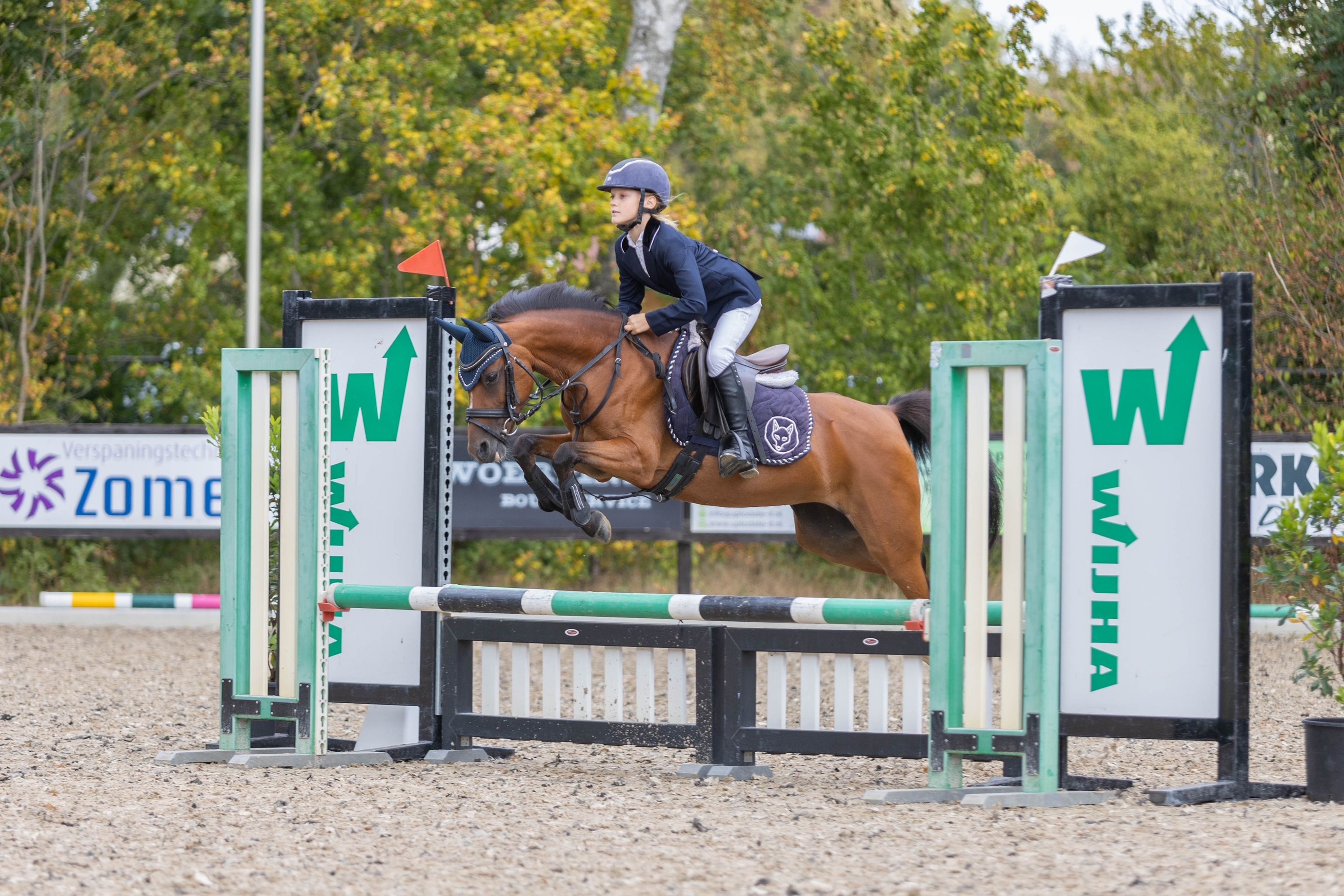 welsh springpony merrie 15 ans bruin à vendre - Photo 3