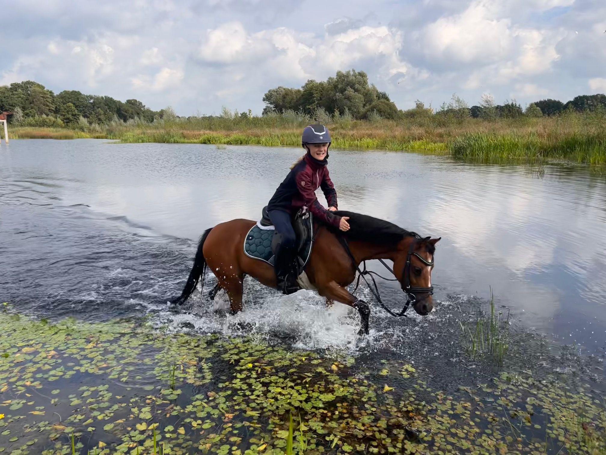 welsh springpony merrie 15 ans bruin à vendre - Photo 4