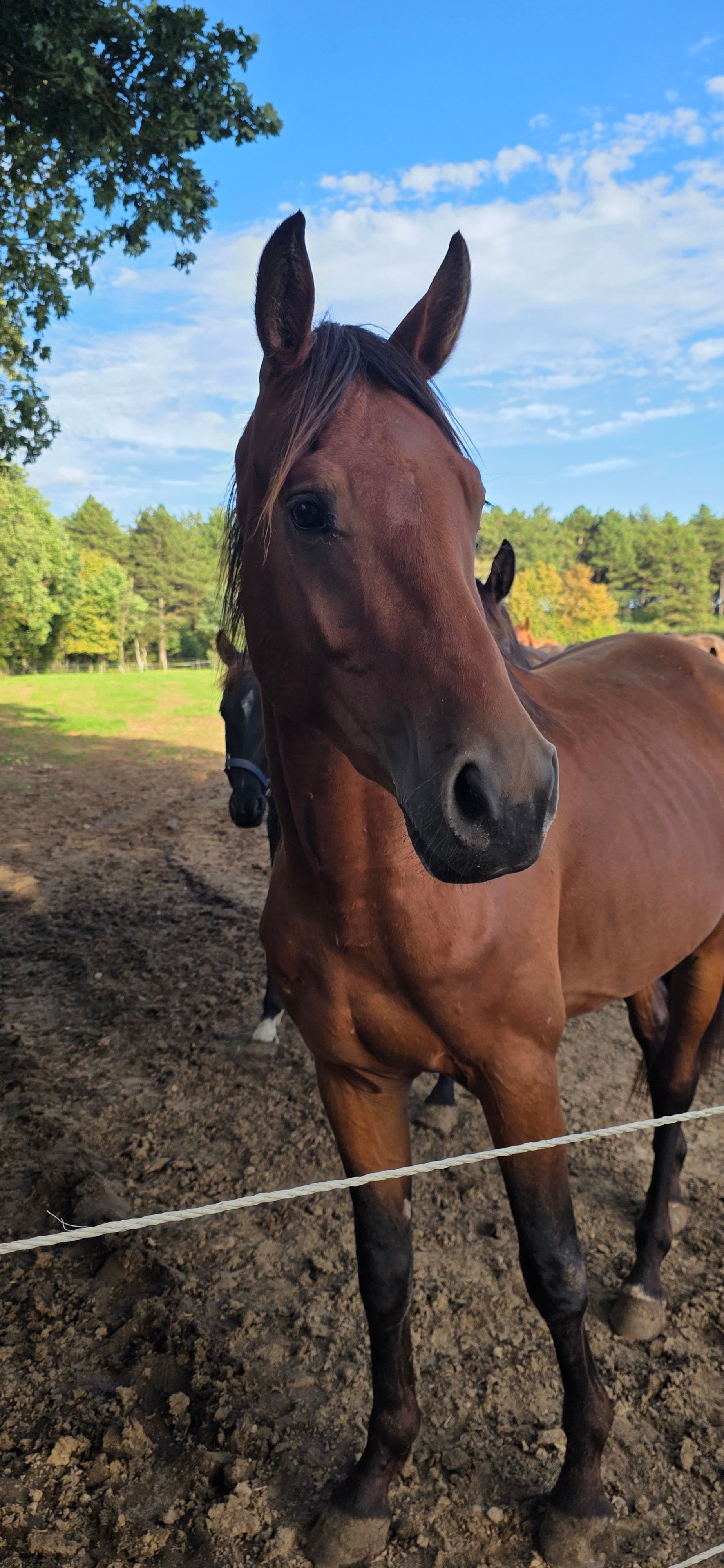 3-year-old quality stallion
