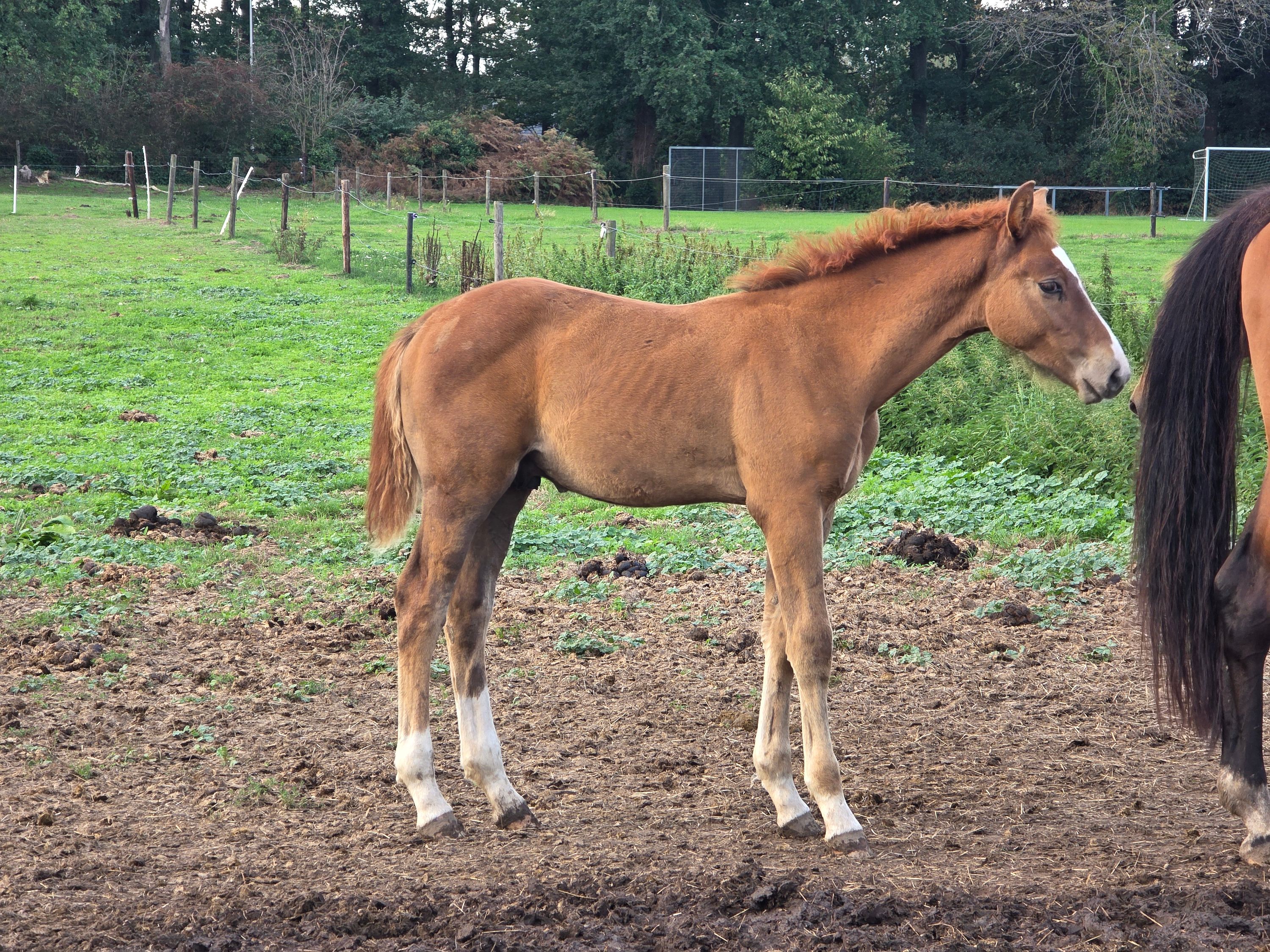 zangersheide springpaard hengst 0 år till salu - Foto 2