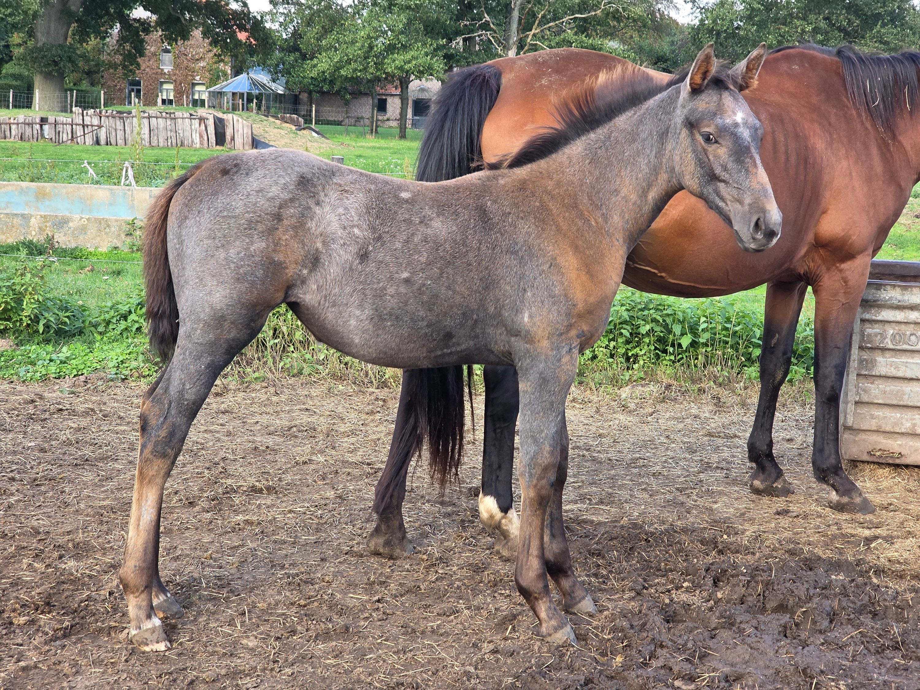 springpaard merrie 0 años en venta - Foto 2