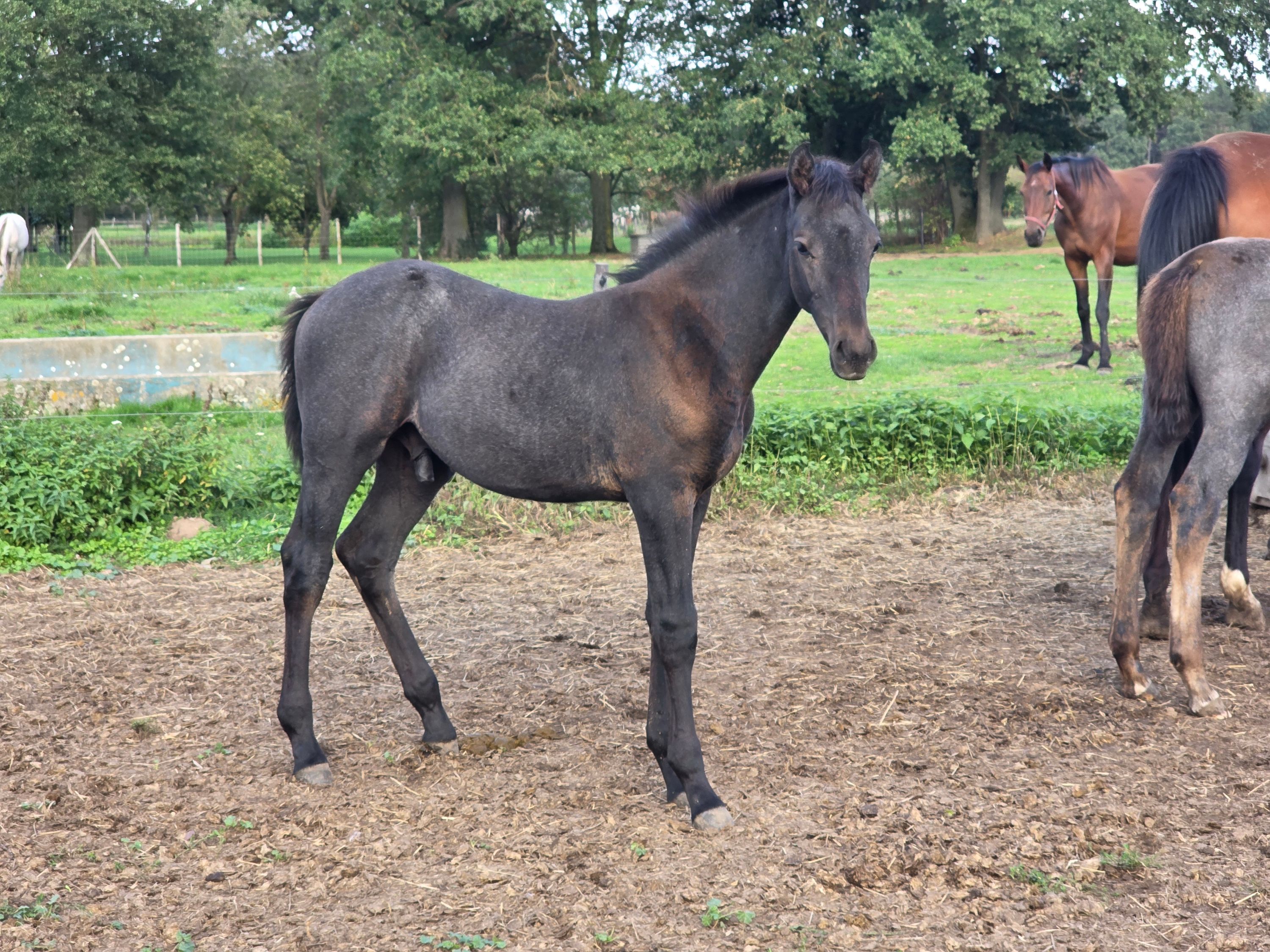 zangersheide springpaard hengst 0 años andere-kleur en venta - Foto 3