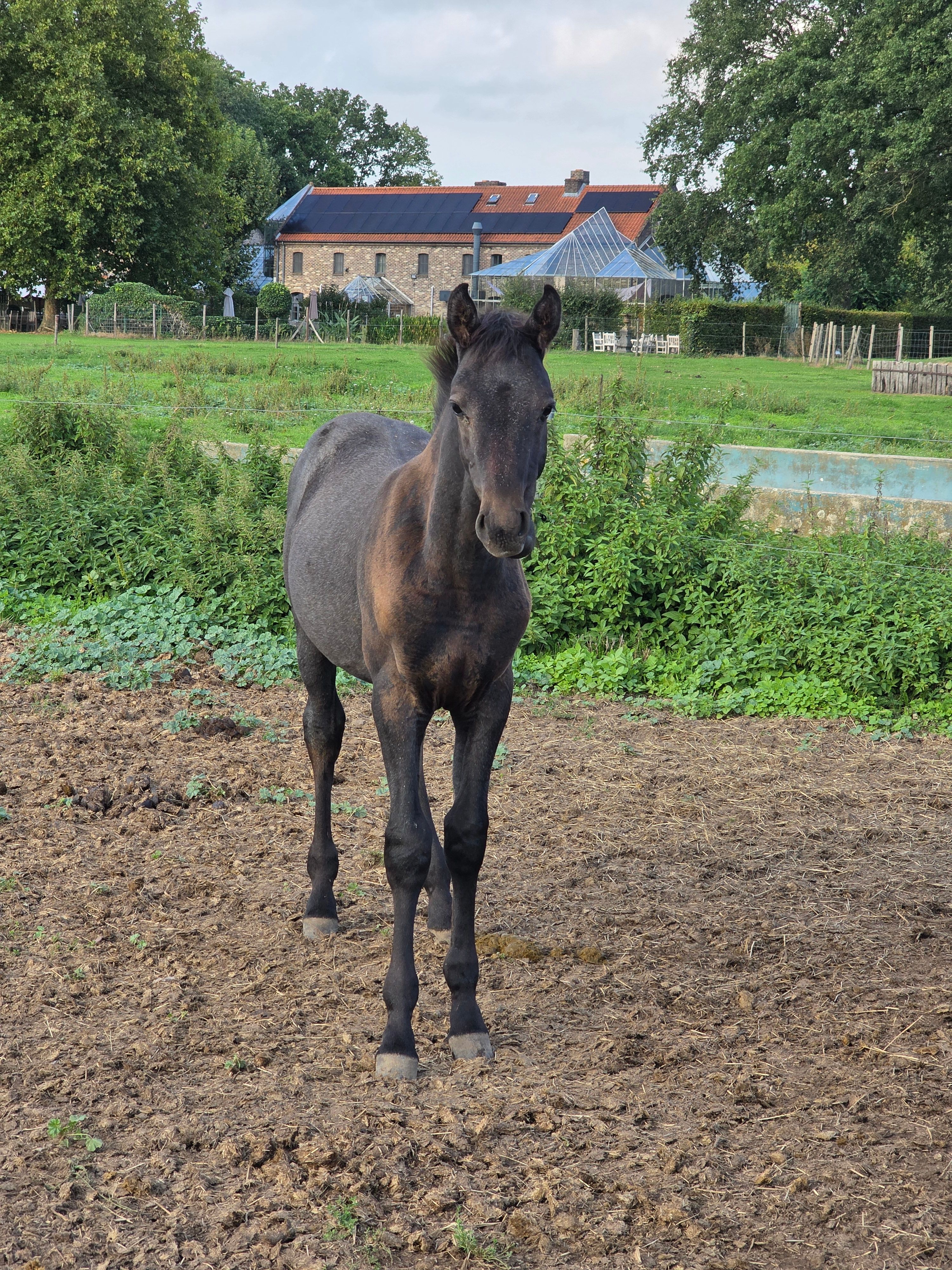 zangersheide springpaard hengst 0 años andere-kleur en venta - Foto 2