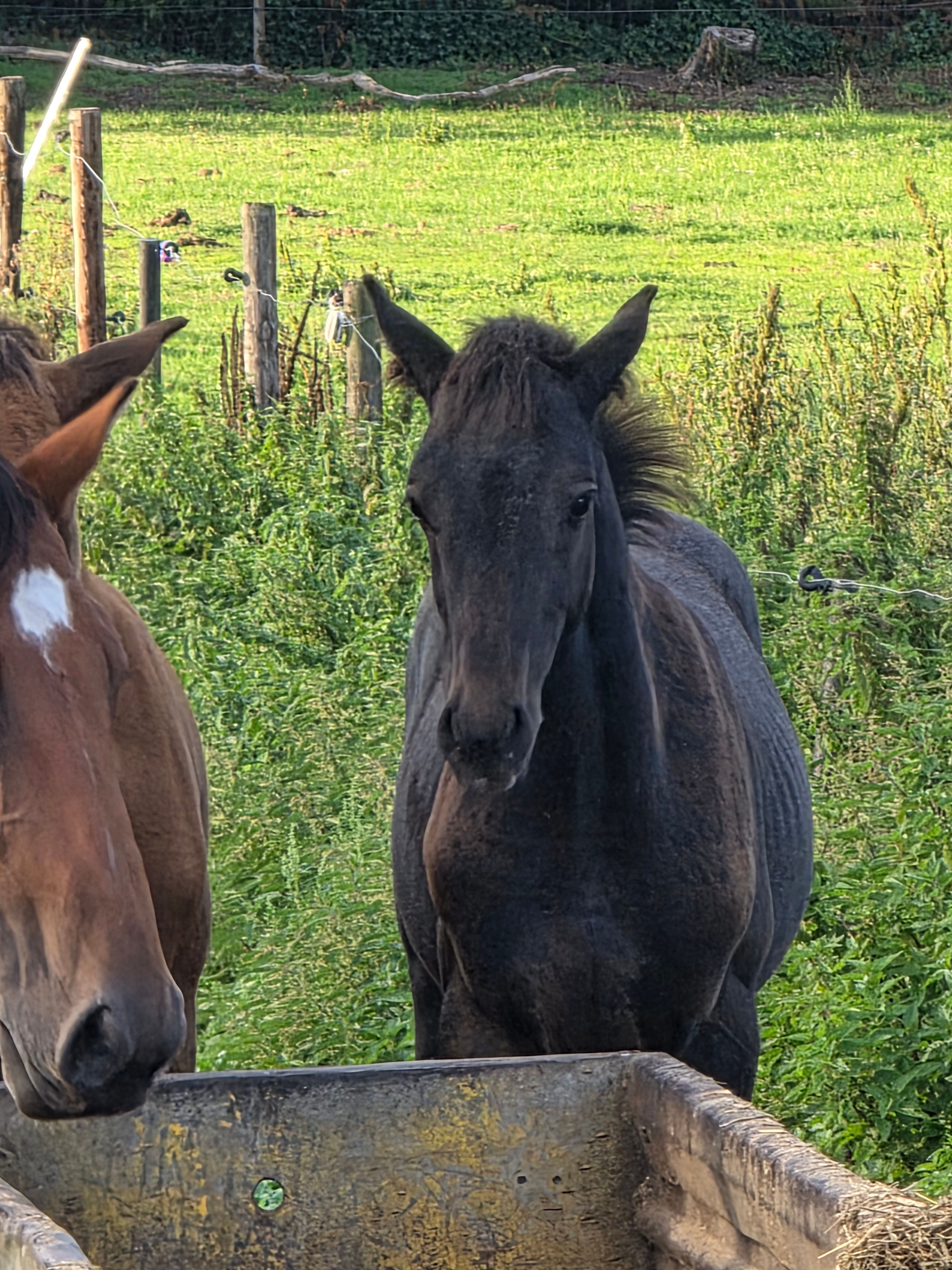 zangersheide springpaard hengst 0 años andere-kleur en venta - Foto 4