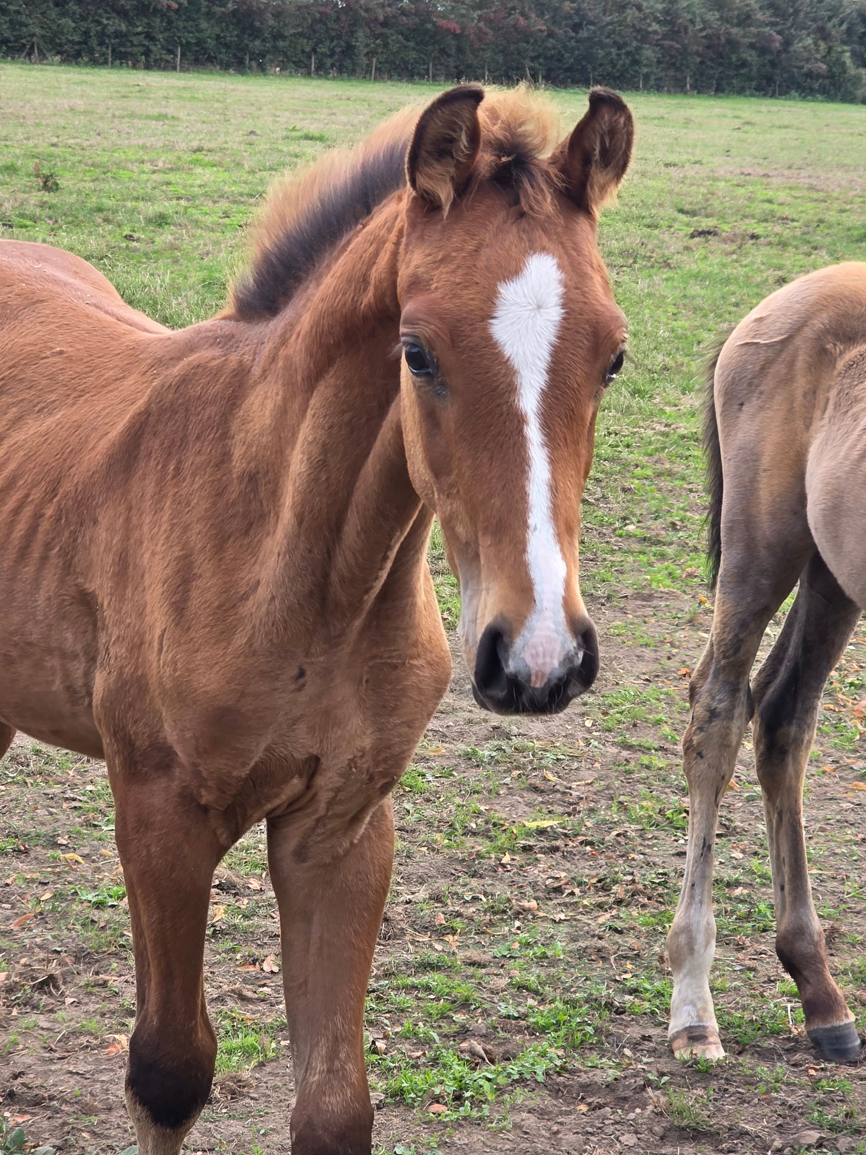 zangersheide springpaard hengst 0 vuotta myytävänä - Kuva 2