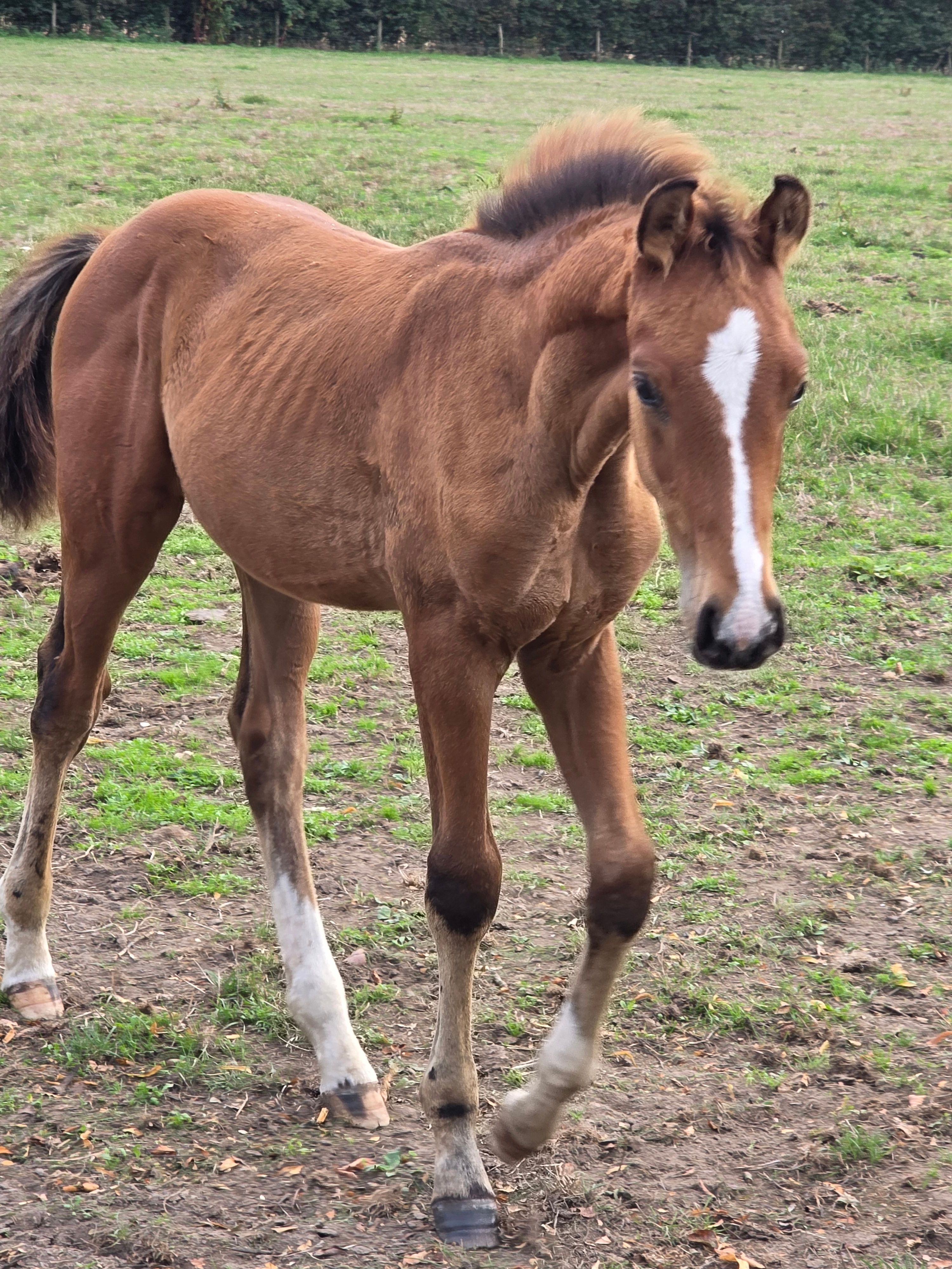 zangersheide springpaard hengst 0 vuotta myytävänä - Kuva 6