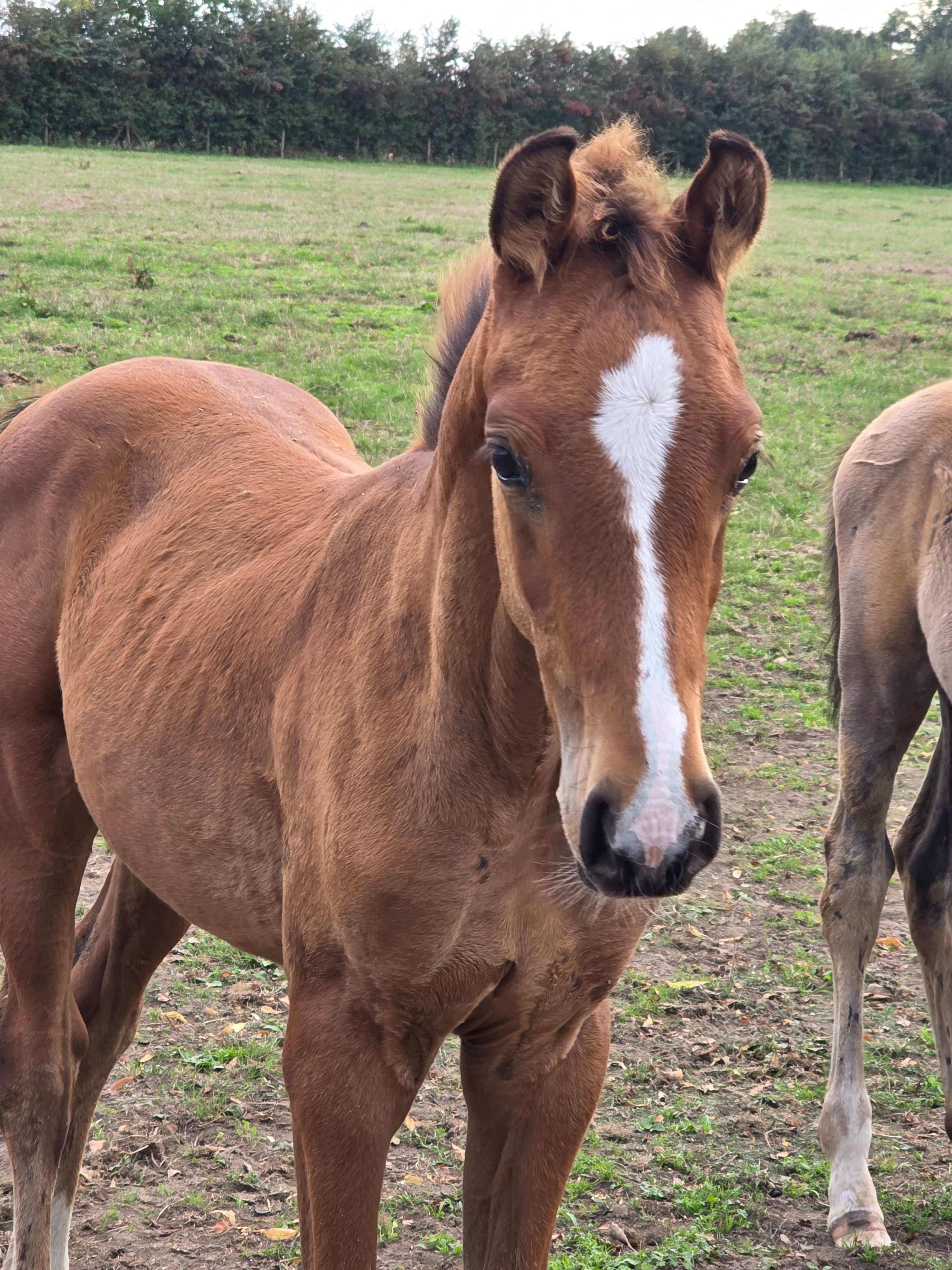 zangersheide springpaard hengst 0 vuotta myytävänä - Kuva 4