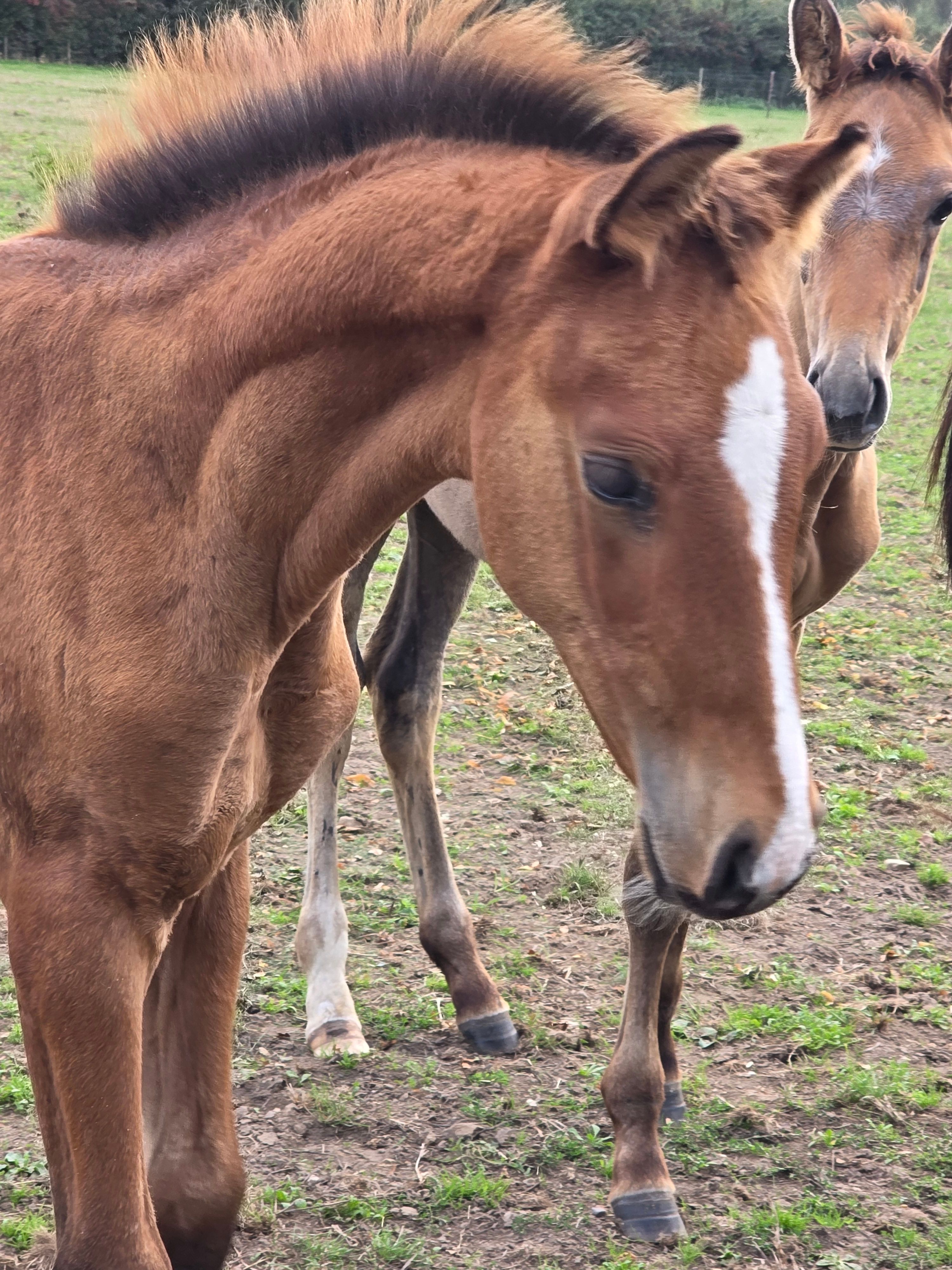 zangersheide springpaard hengst 0 vuotta myytävänä - Kuva 3