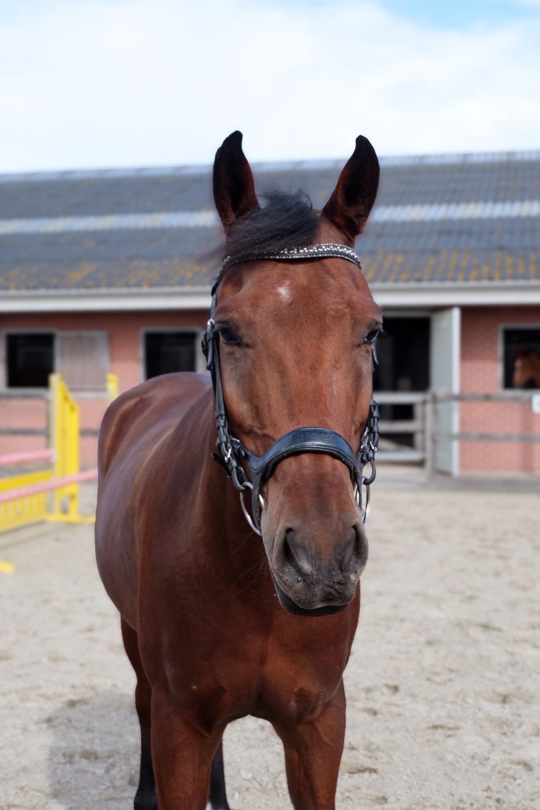 Lieve allround pony met een hart van goud