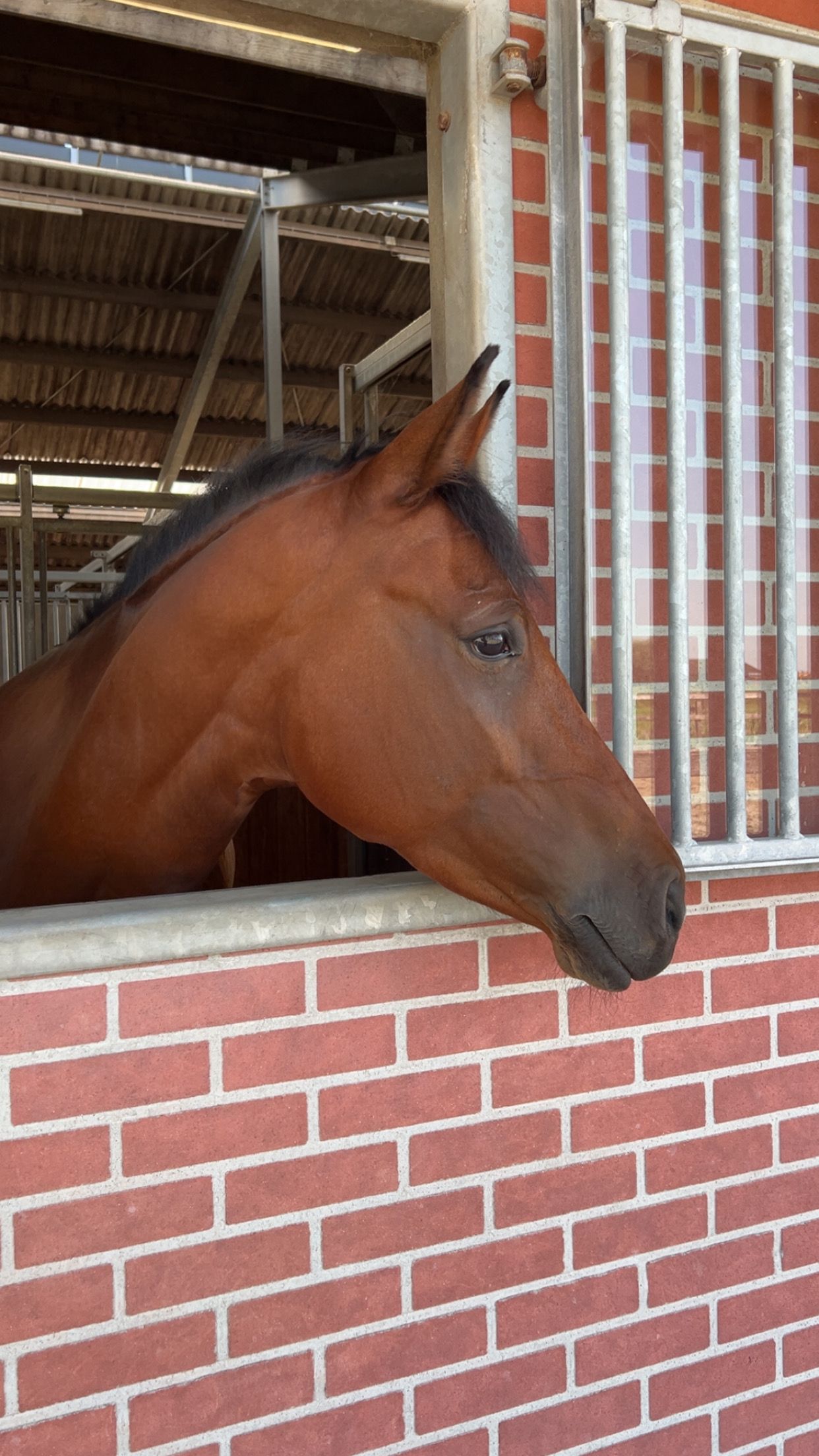 new-forest allround-pony ruin 7 jaar bruin te koop - Foto 5