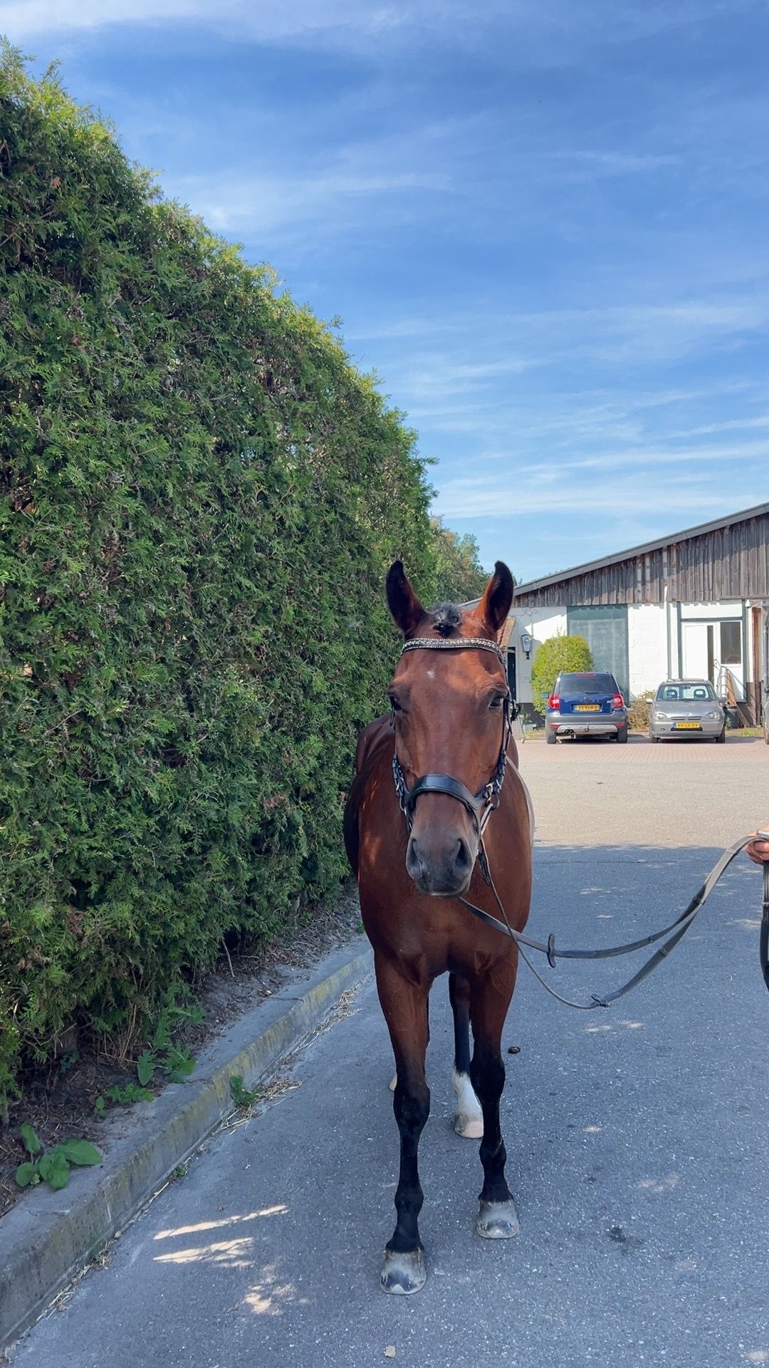 new-forest allround-pony ruin 7 jaar bruin te koop - Foto 6