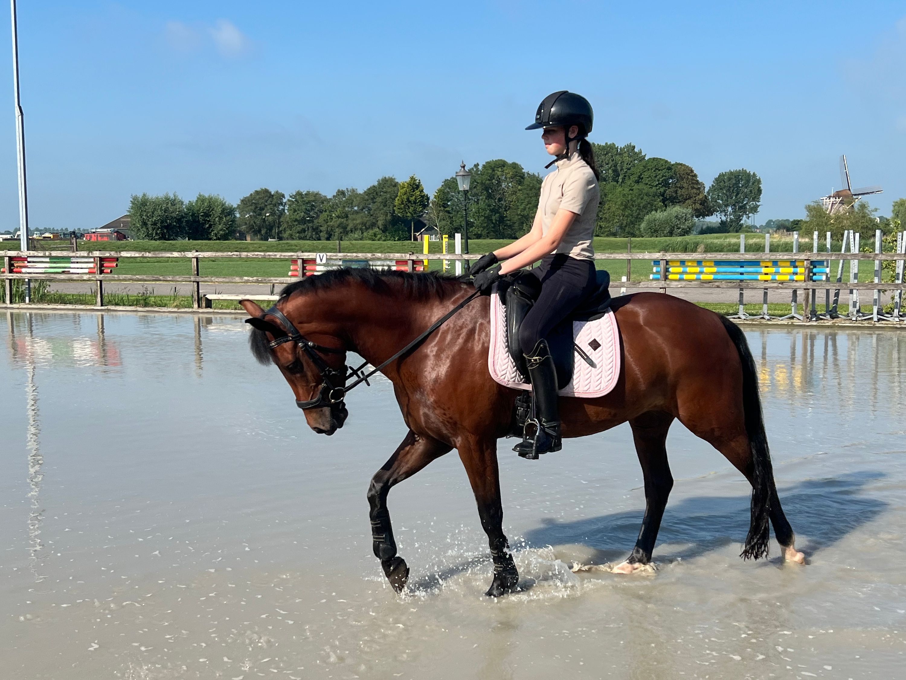 new-forest allround-pony ruin 7 jaar bruin te koop - Foto 4
