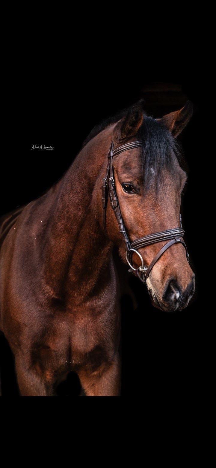 new-forest allround-pony ruin 7 jaar bruin te koop - Foto 2