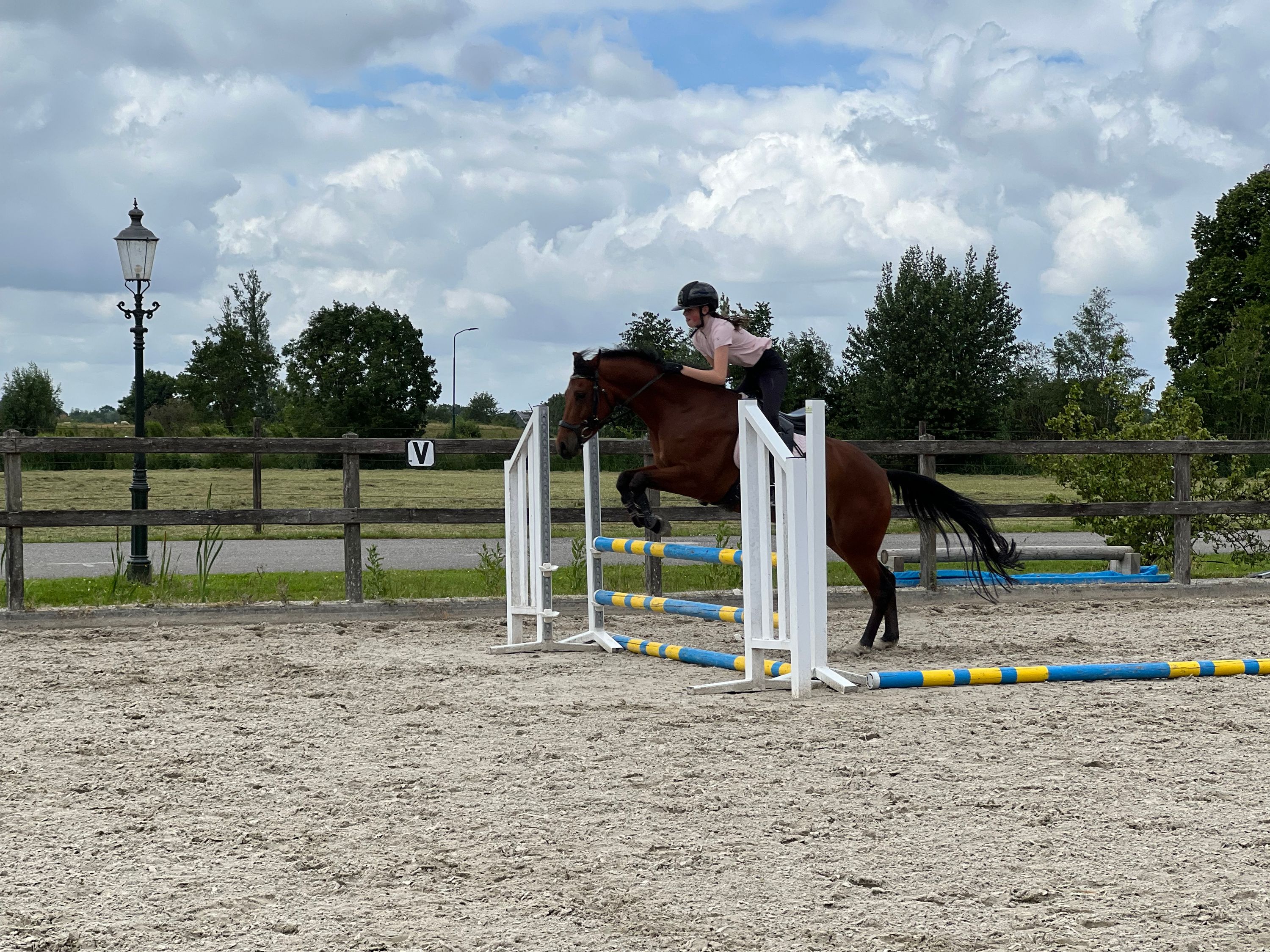 new-forest allround-pony ruin 7 jaar bruin te koop - Foto 3