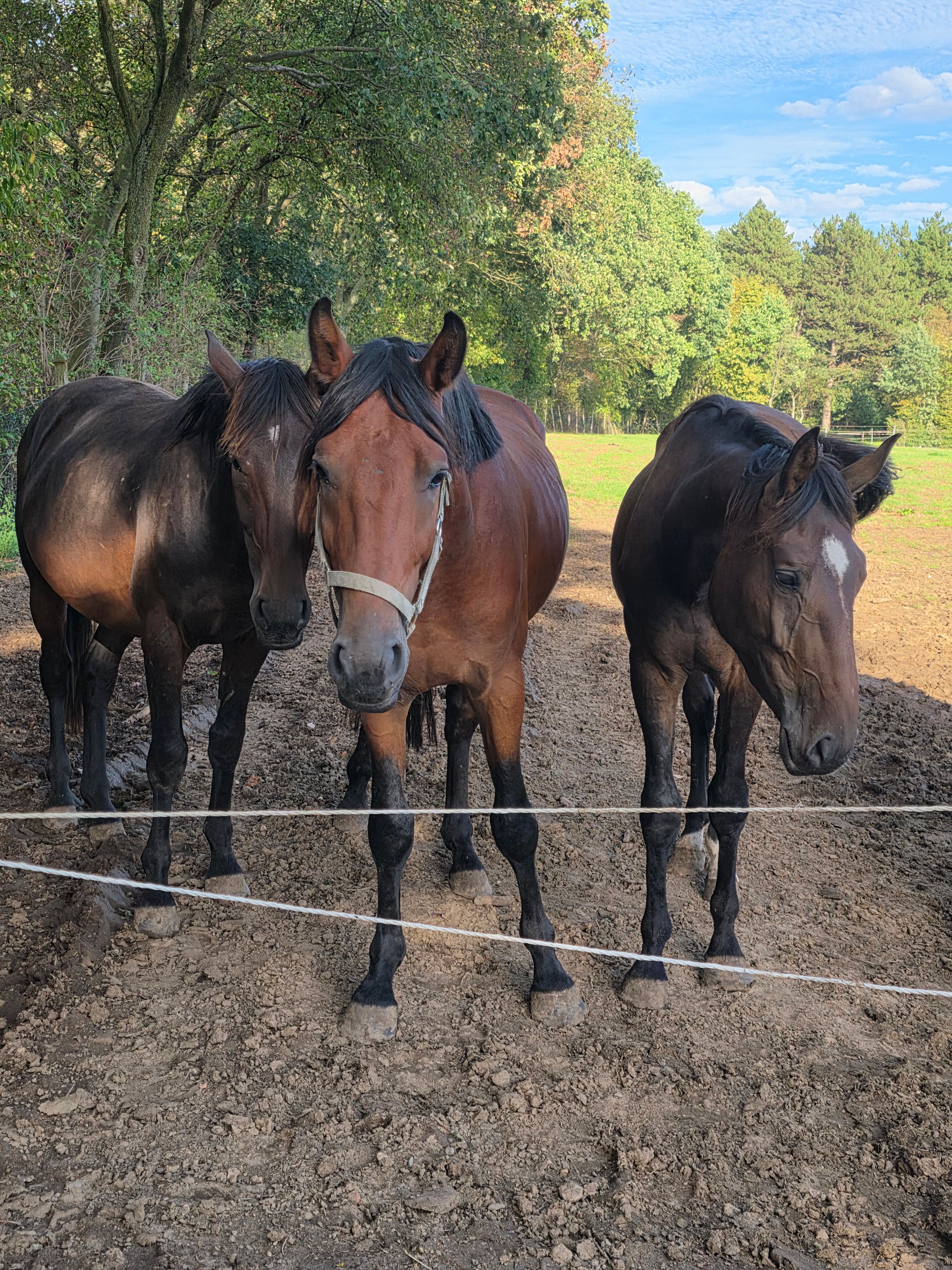 bwp springpaard hengst 3 años bruin en venta - Foto 2