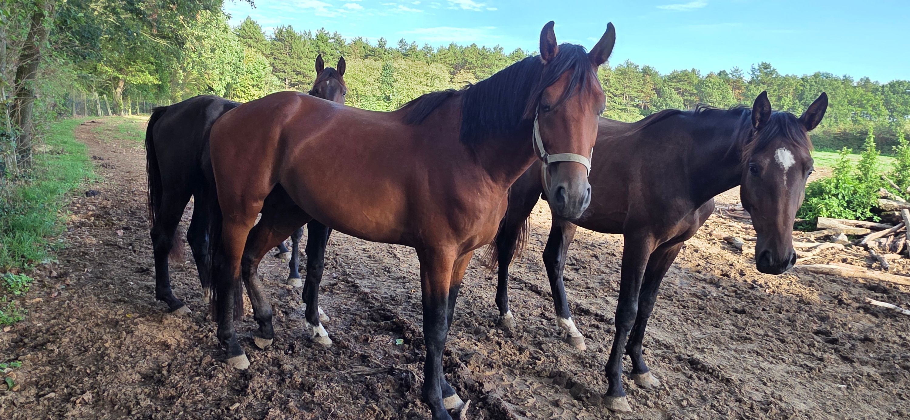 bwp springpaard hengst 3 años bruin en venta - Foto 5