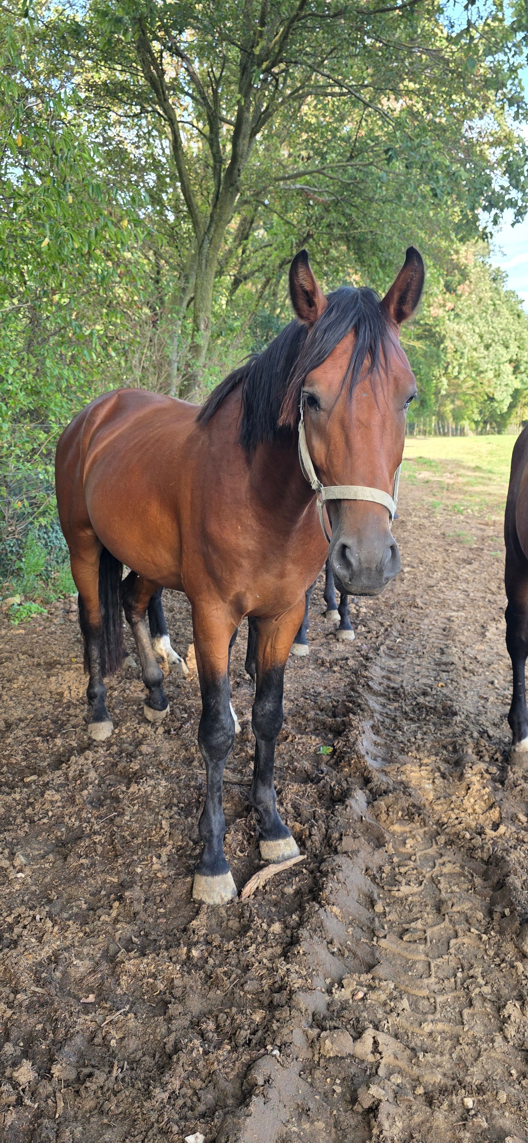 bwp springpaard hengst 3 años bruin en venta - Foto 3