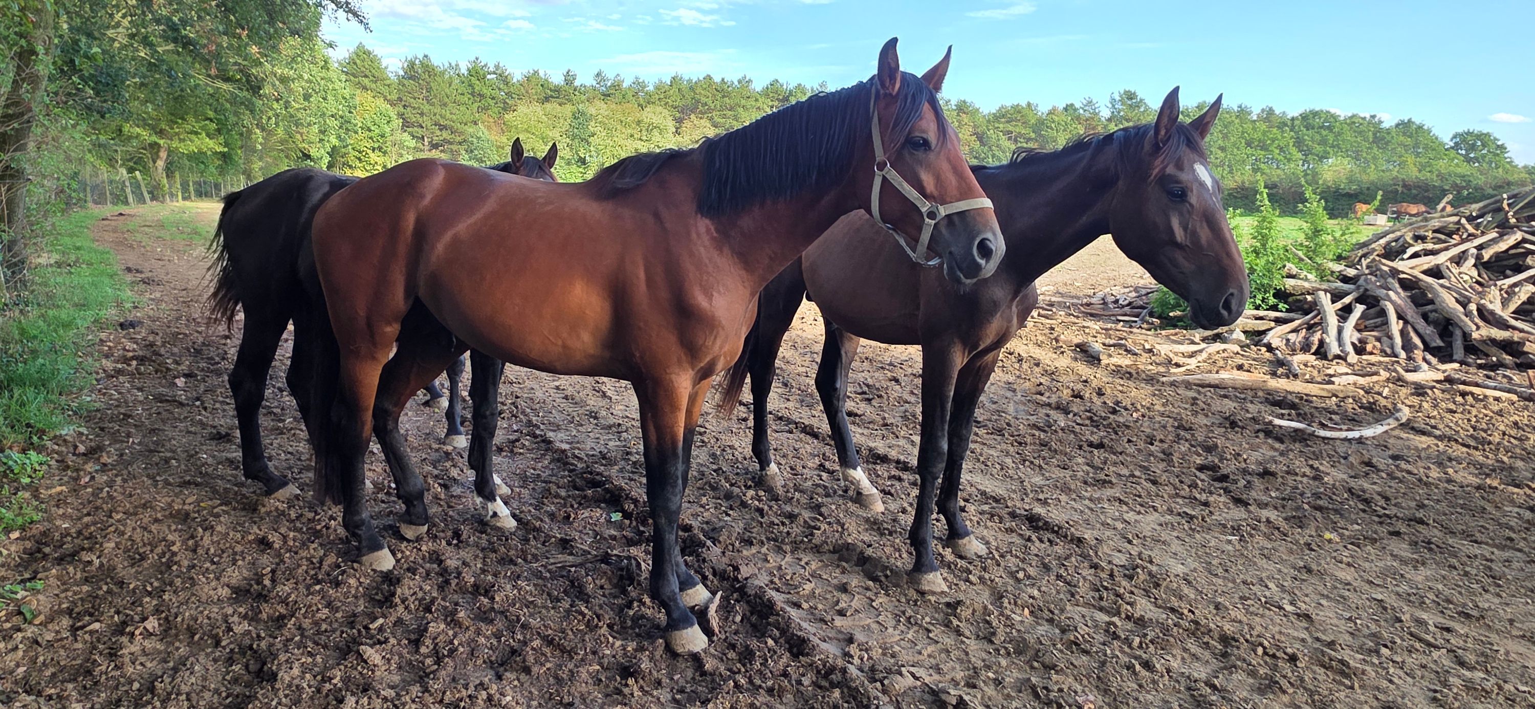 bwp springpaard hengst 3 años bruin en venta - Foto 4