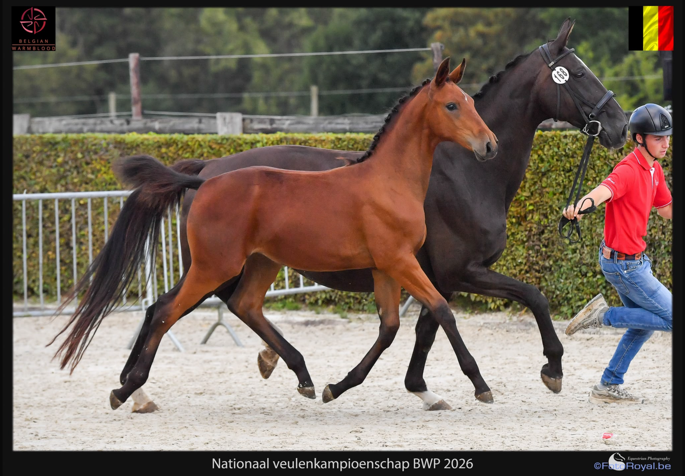 bwp dressuurpaard merrie 0 años bruin en venta - Foto 2