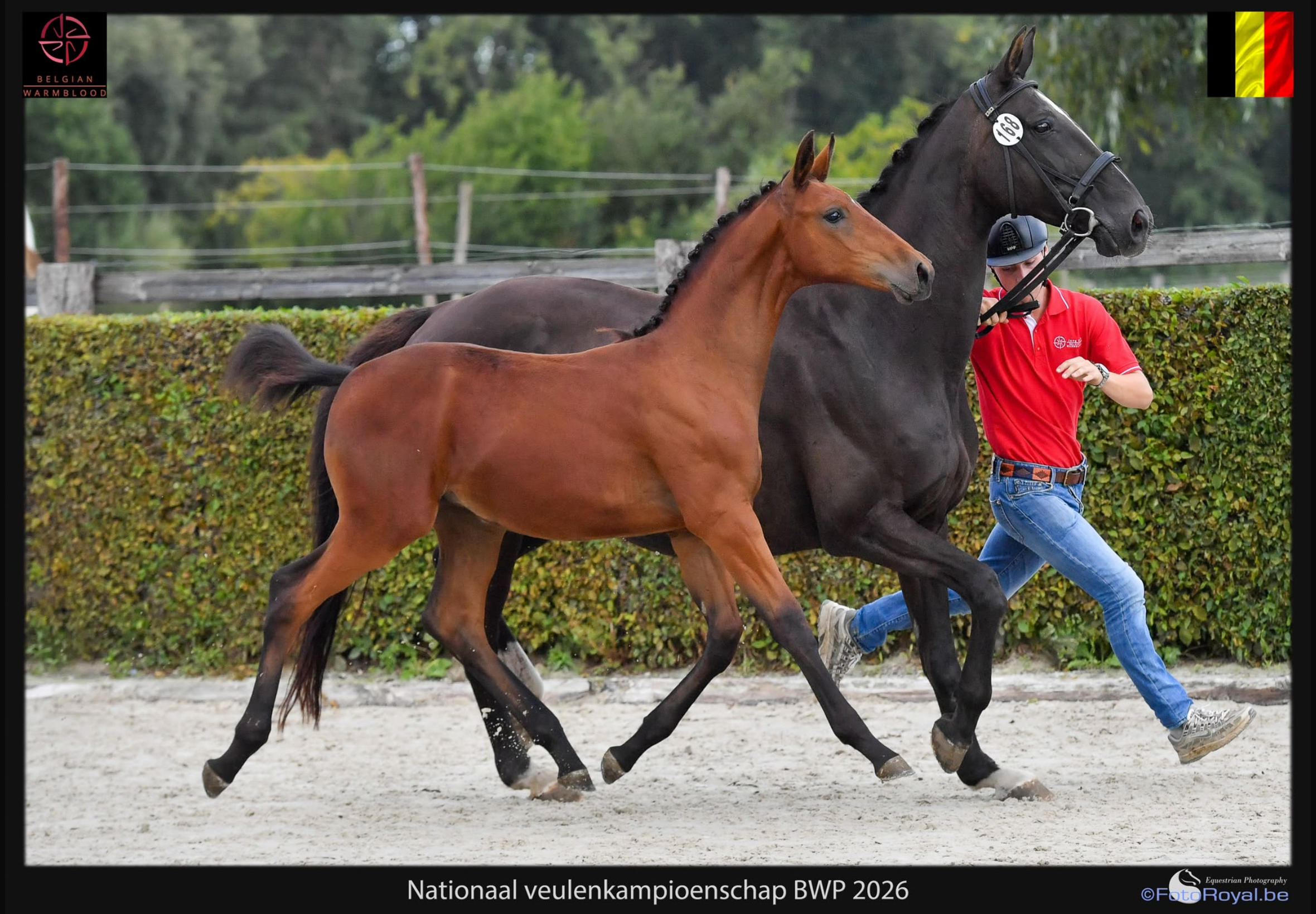 bwp dressuurpaard merrie 0 años bruin en venta - Foto 3
