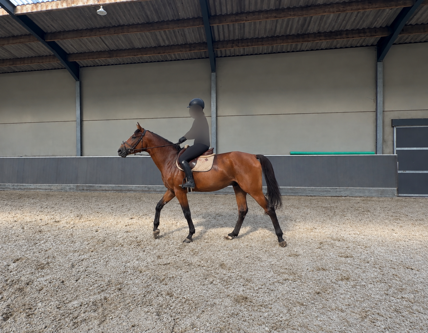 kwpn springpaard ruin 3 let bruin na prodej - Foto 4