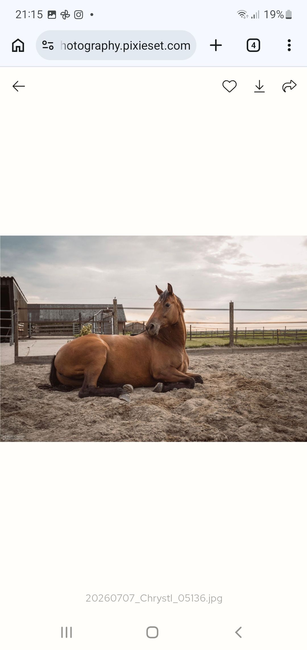 kwpn paard merrie 4 años en venta - Foto 2