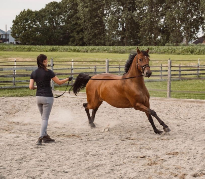 kwpn paard merrie 4 años en venta - Foto 4