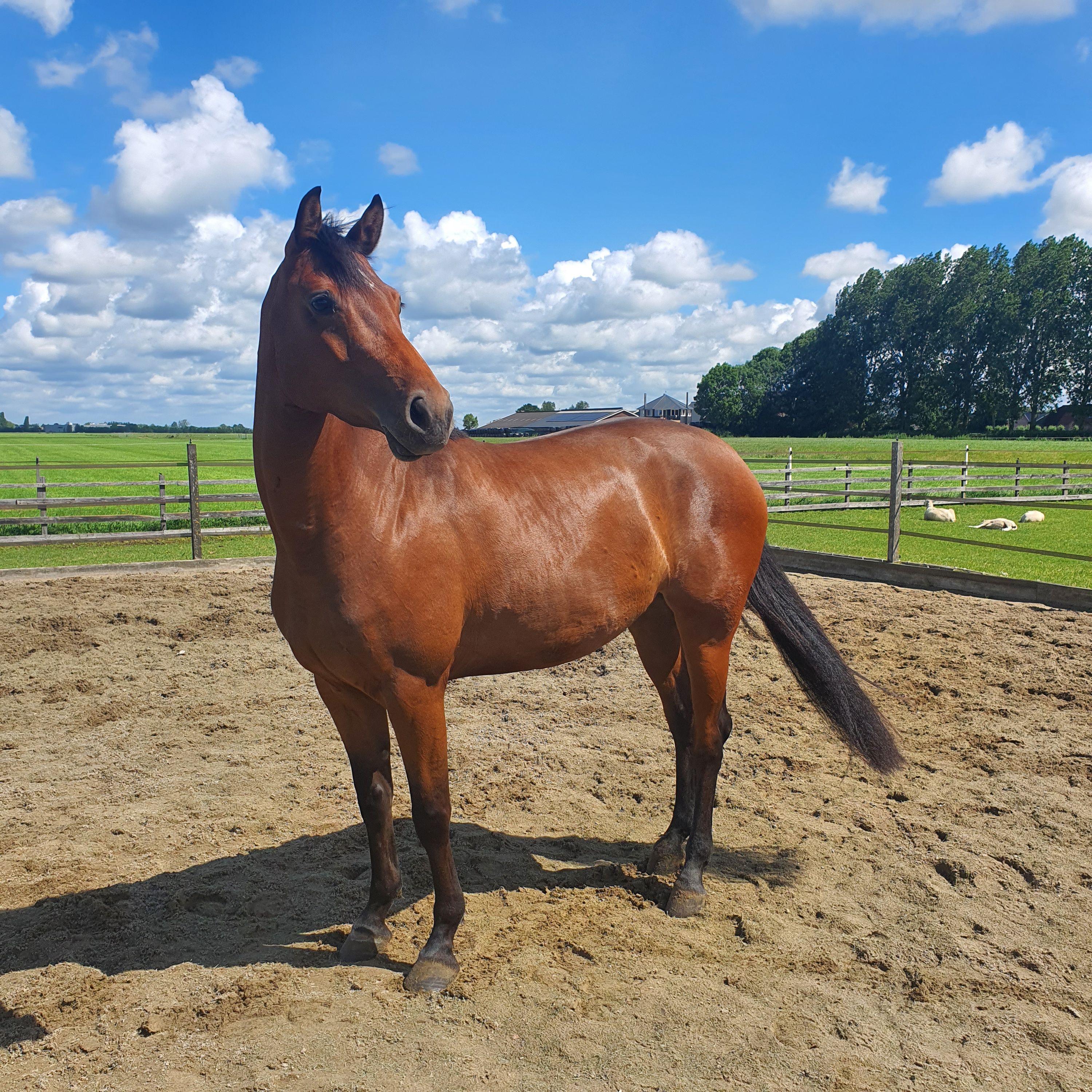 kwpn paard merrie 4 años en venta - Foto 6