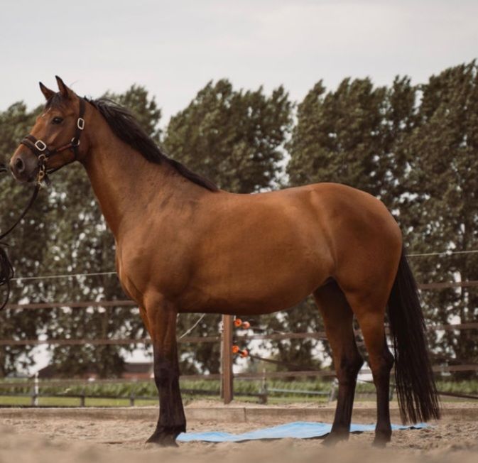 kwpn paard merrie 4 años en venta - Foto 3