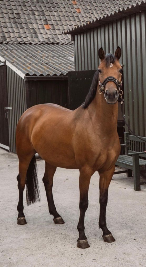 kwpn paard merrie 4 años en venta - Foto 5