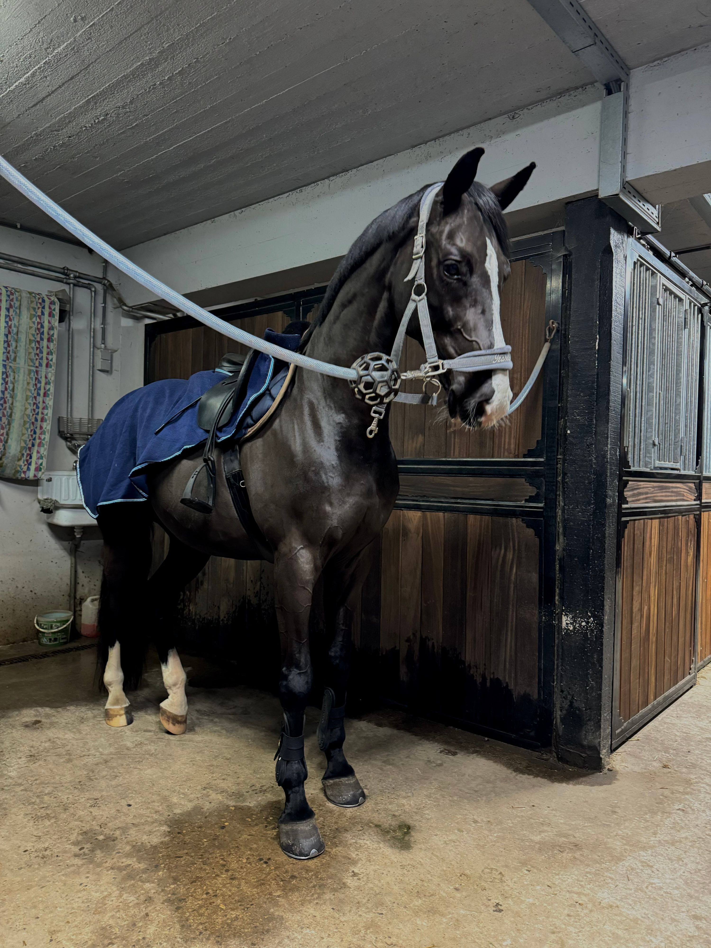 allrounder ruin 9 ans à vendre - Photo 5