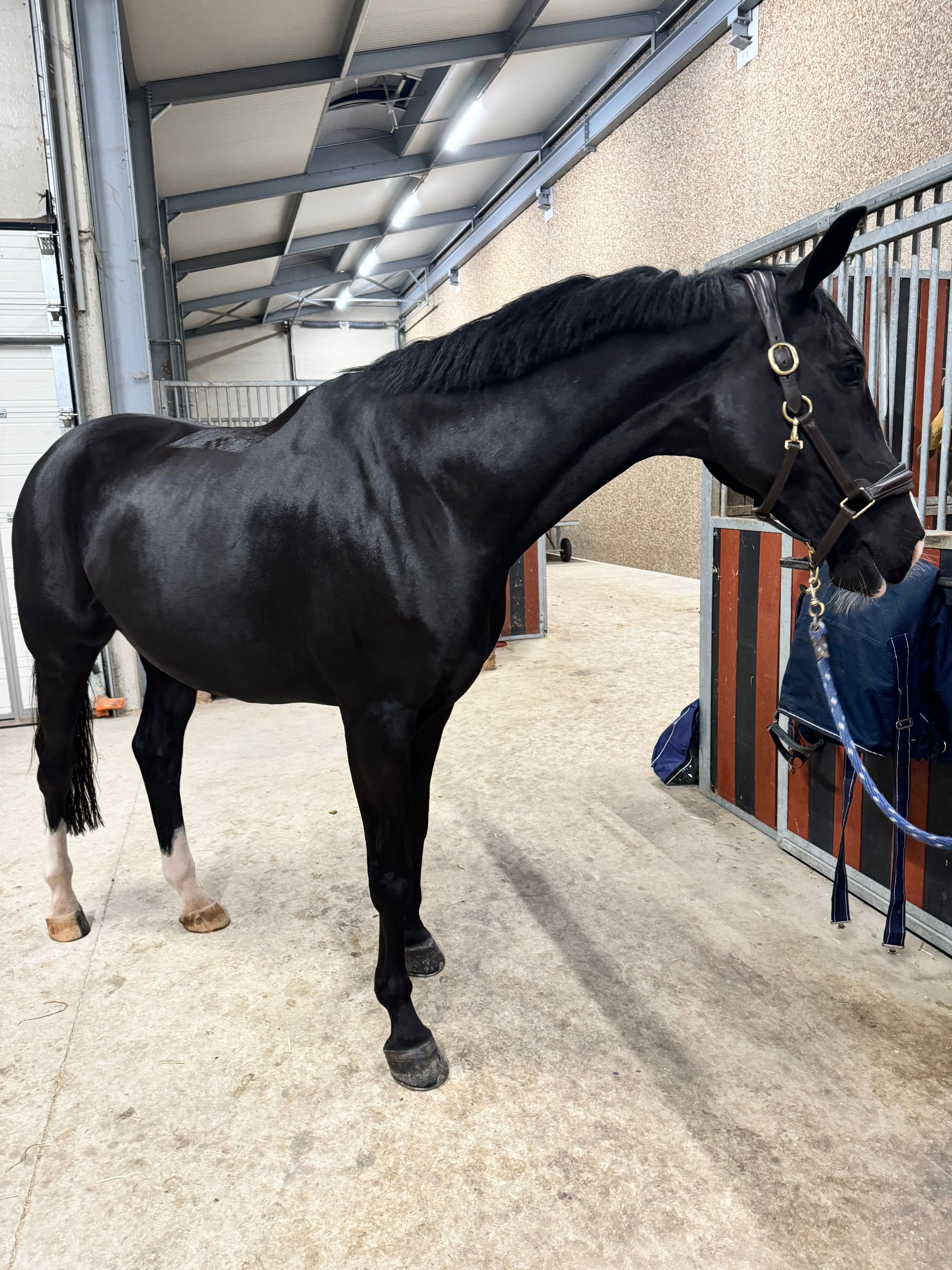 allrounder ruin 9 ans à vendre - Photo 4