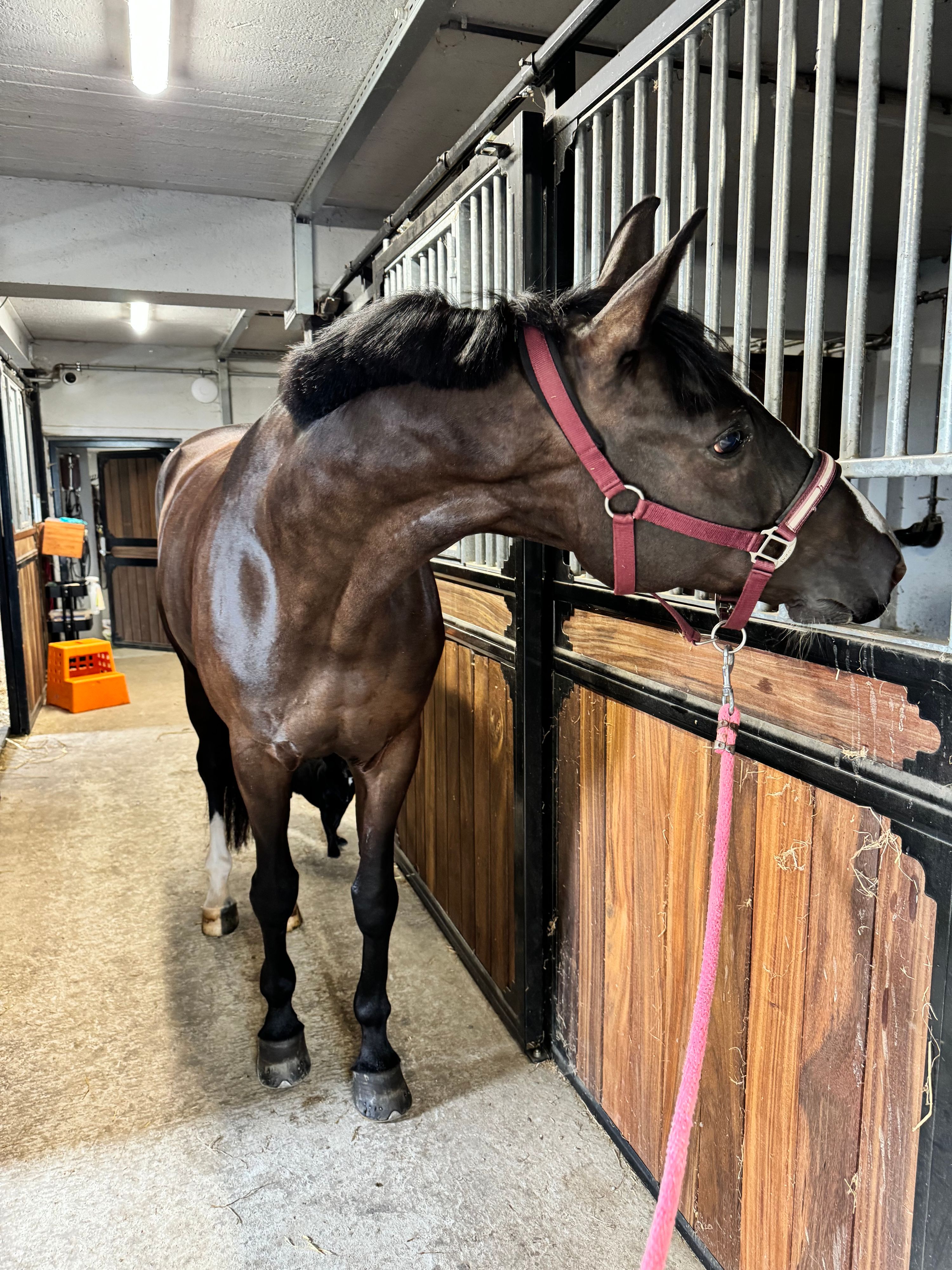 allrounder ruin 9 ans à vendre - Photo 2