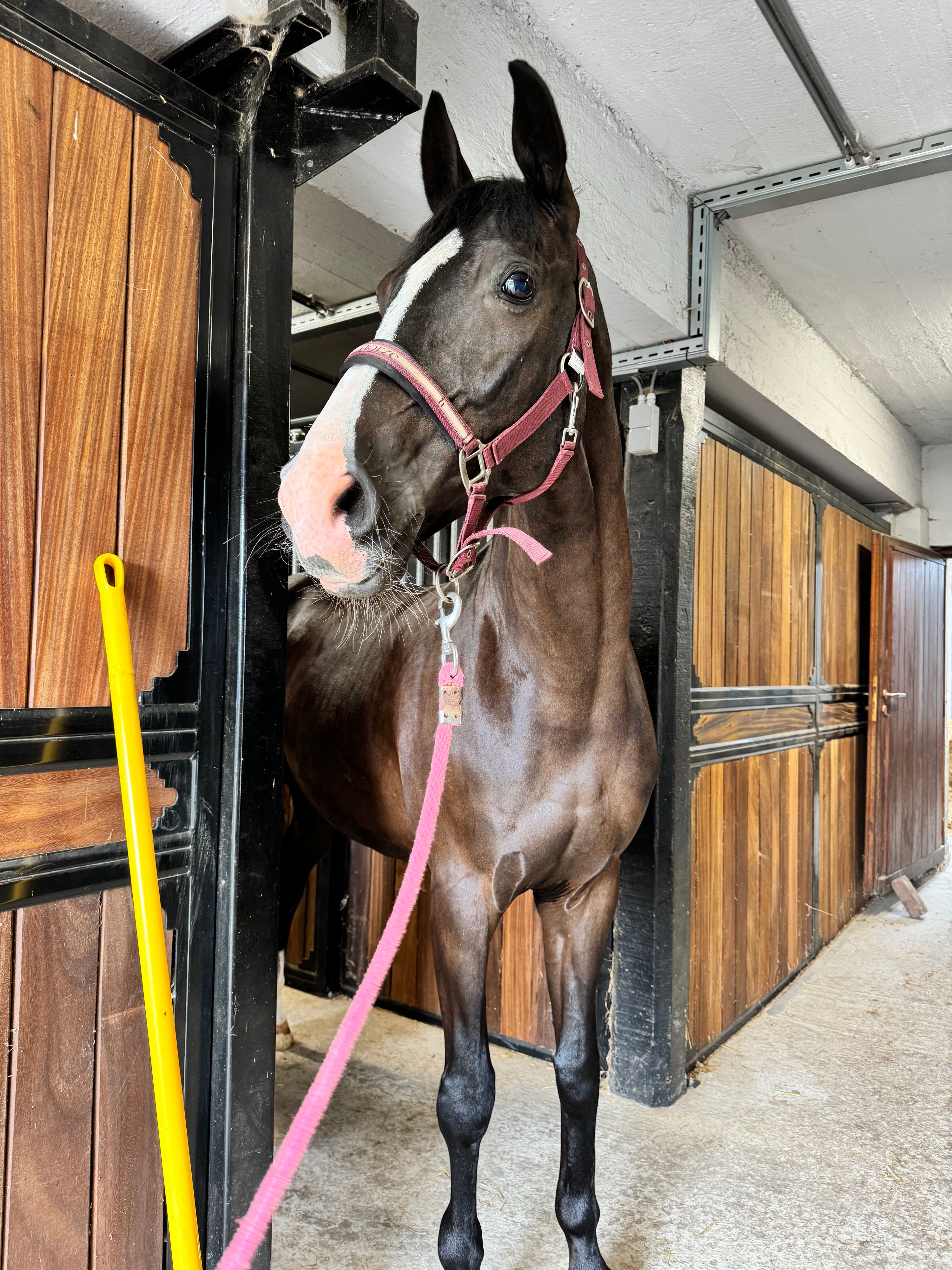 Beau hongre de 9 ans