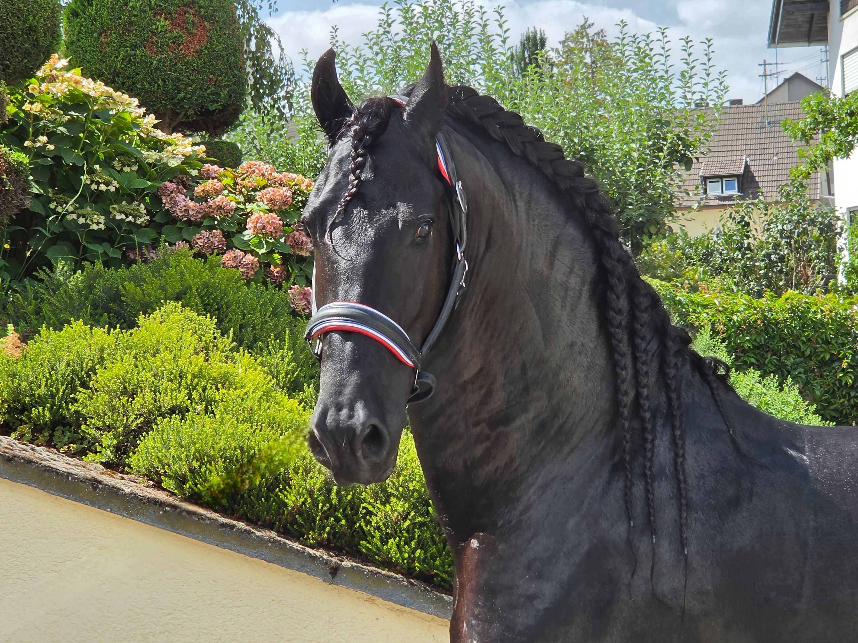 Ster stallion with extra presence