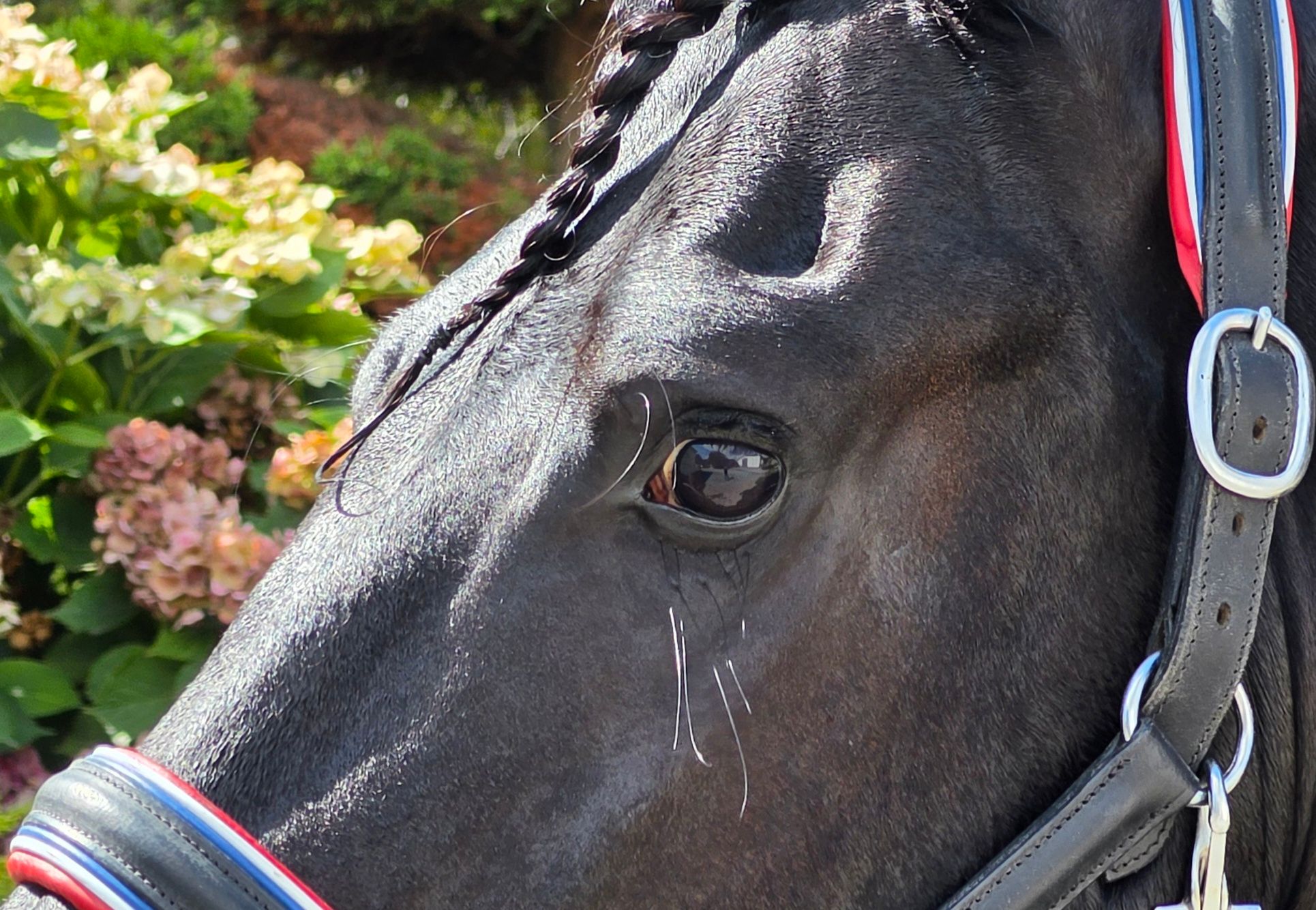 FPS (Nederland) fries Hengst 5 years old Zwart for sale - Photo 4