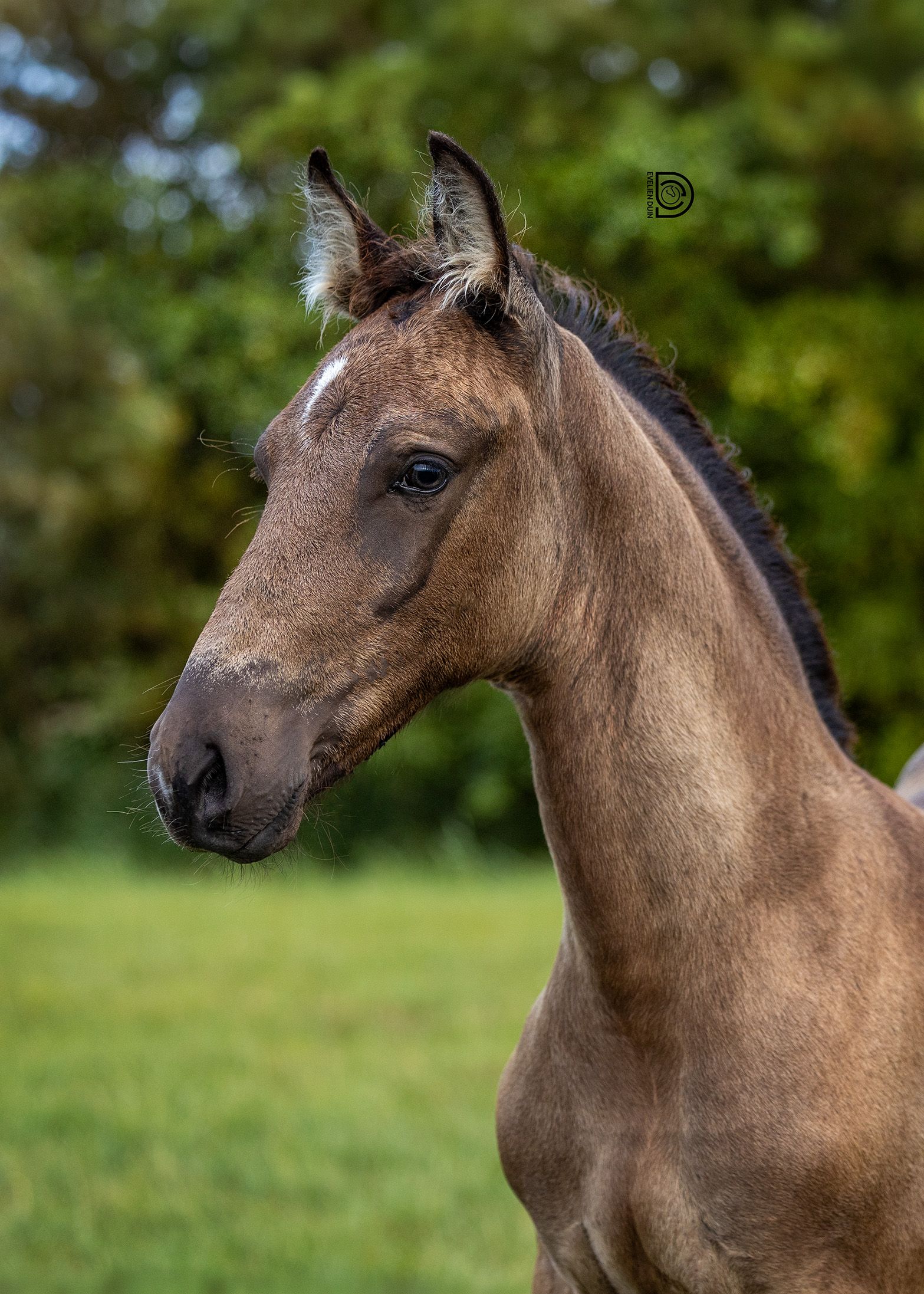 paard hengst 0 rokov andere-kleur na predaj - Foto 2
