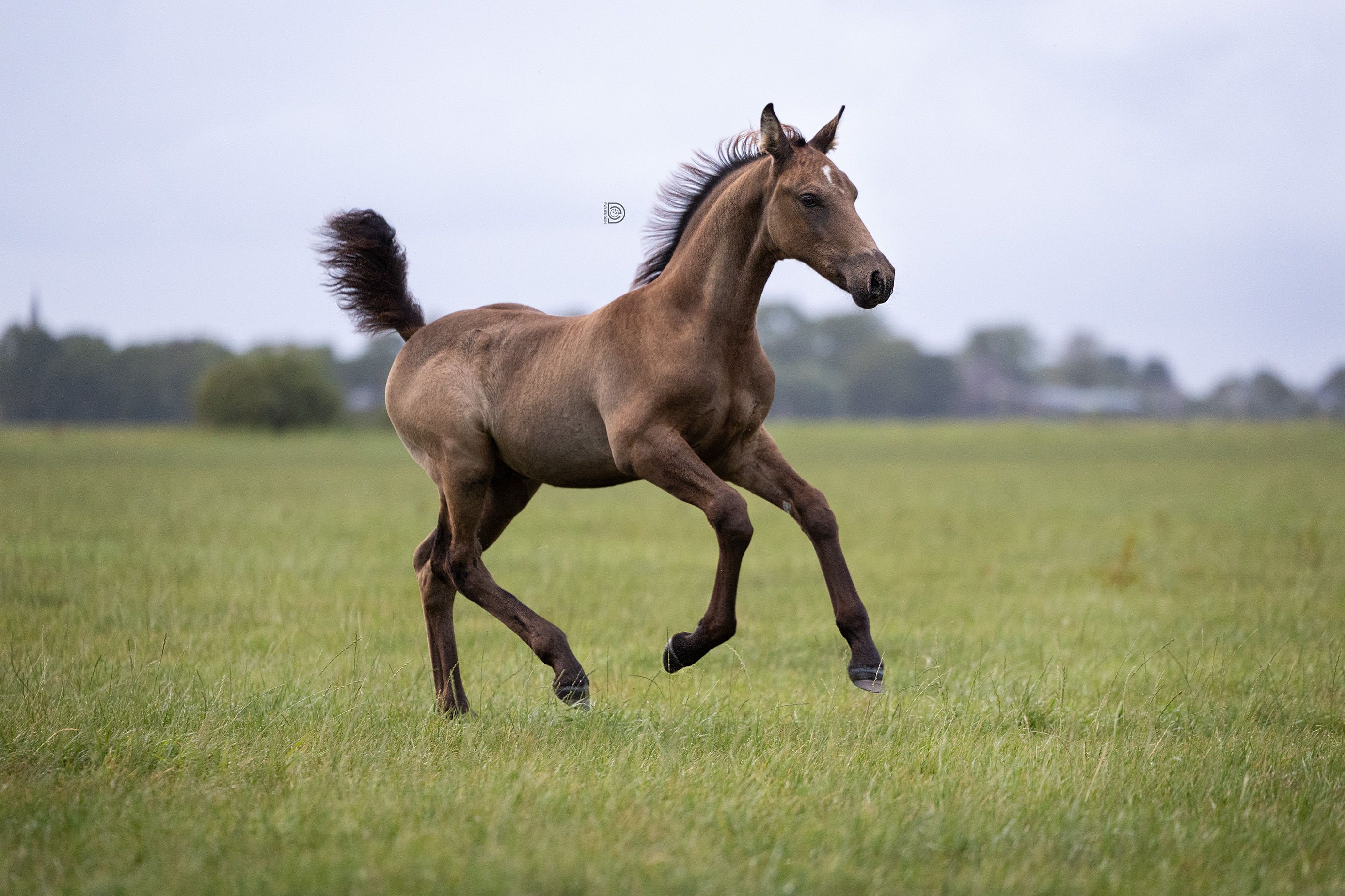 paard hengst 0 rokov andere-kleur na predaj - Foto 3