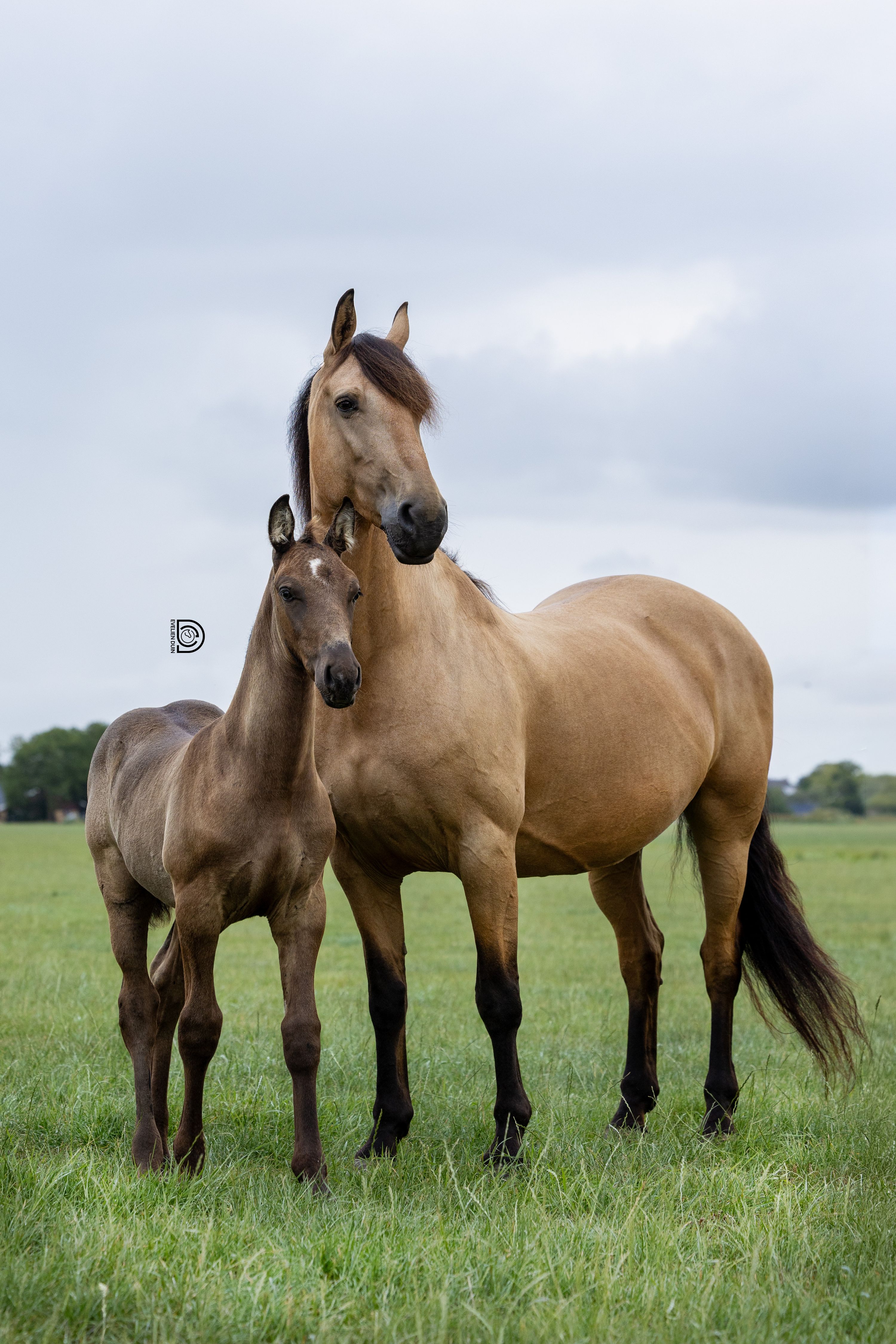 paard hengst 0 rokov andere-kleur na predaj - Foto 6