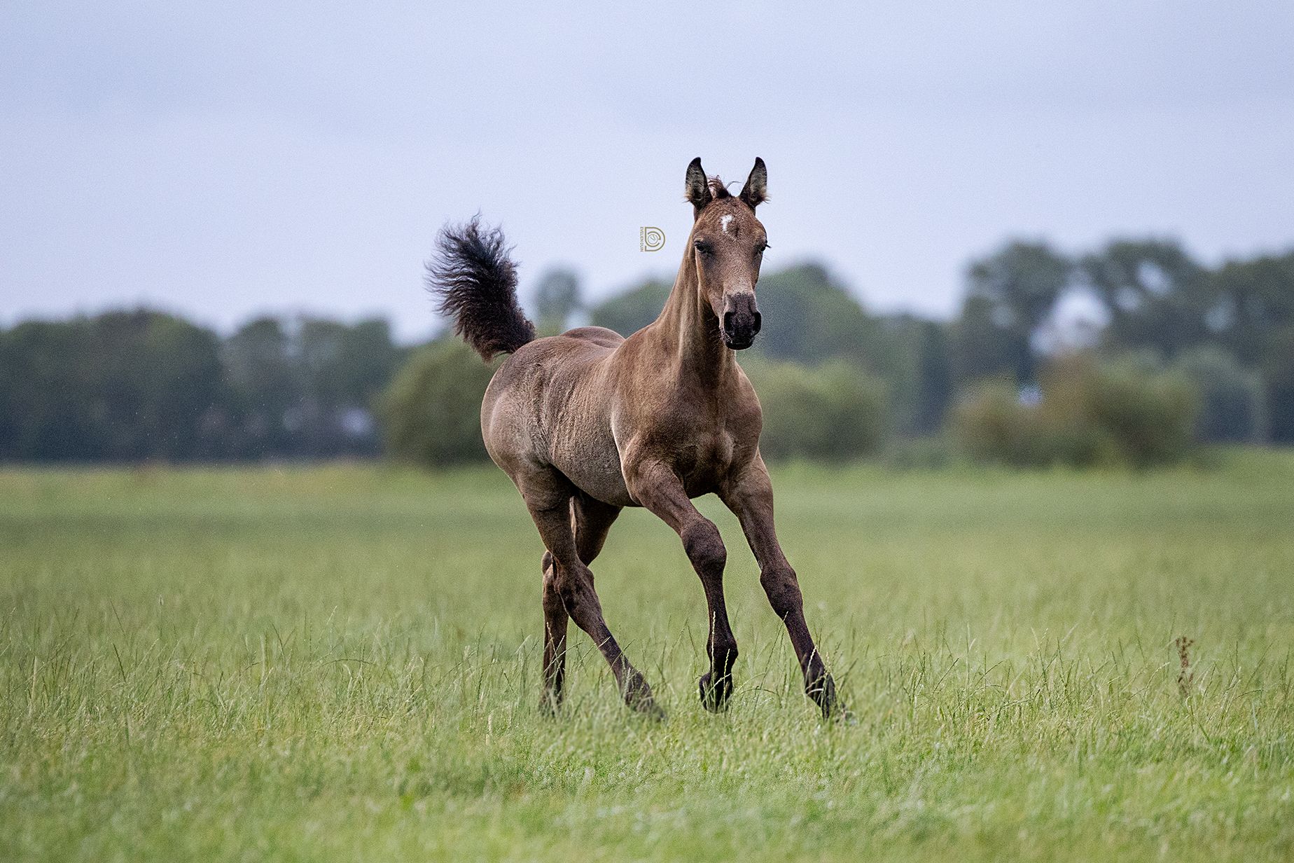 paard hengst 0 rokov andere-kleur na predaj - Foto 5