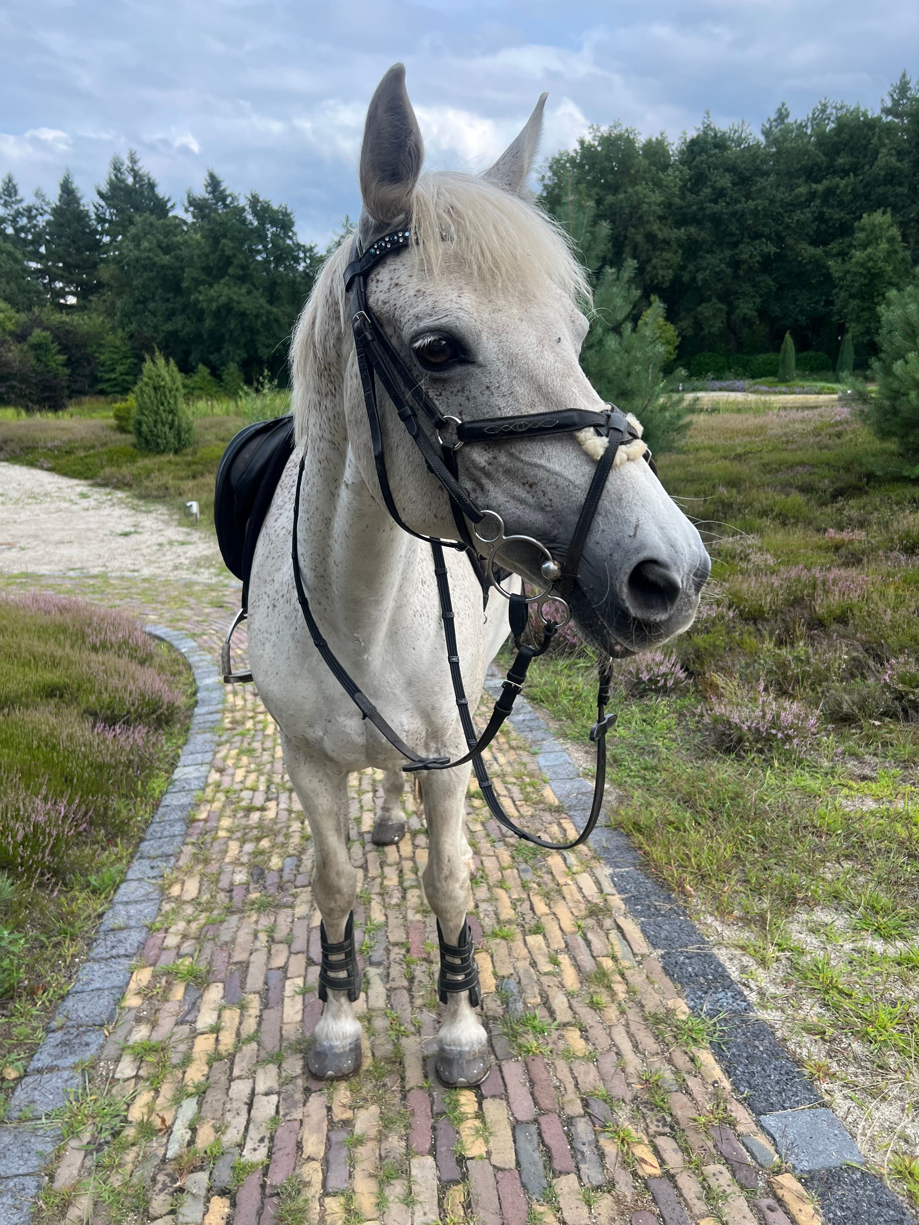 connemara recreatie-pony merrie 13 años schimmel en venta - Foto 2