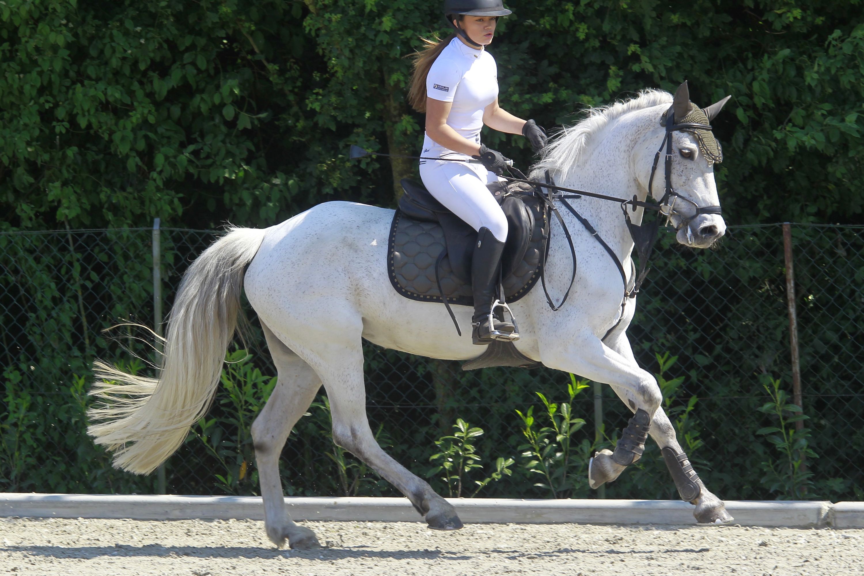 connemara recreatie-pony merrie 13 años schimmel en venta - Foto 5