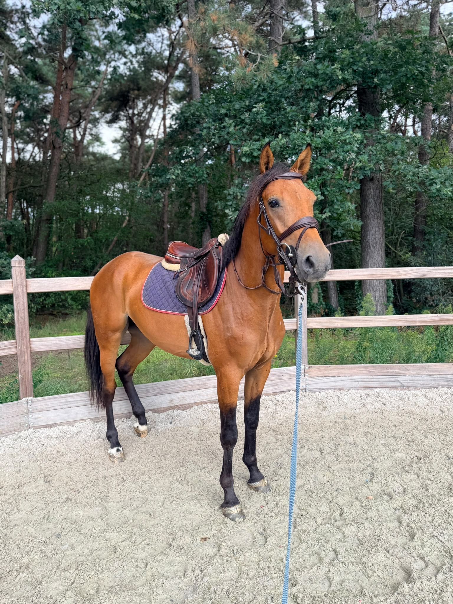 kwpn springpaard ruin 3 år bruin til salgs - Foto 5