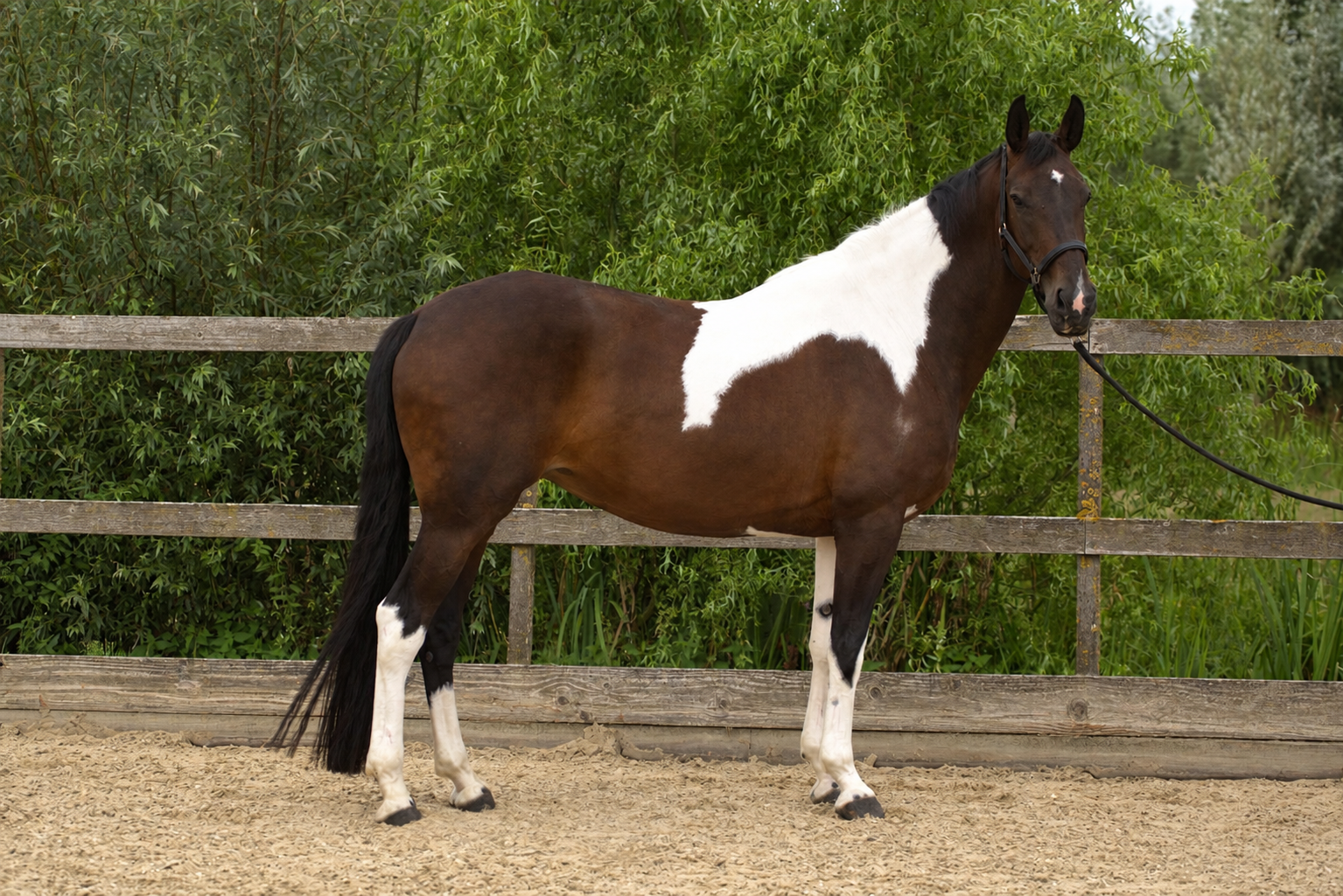 kwpn dressuurpaard merrie 10 años andere-kleur en venta - Foto 2